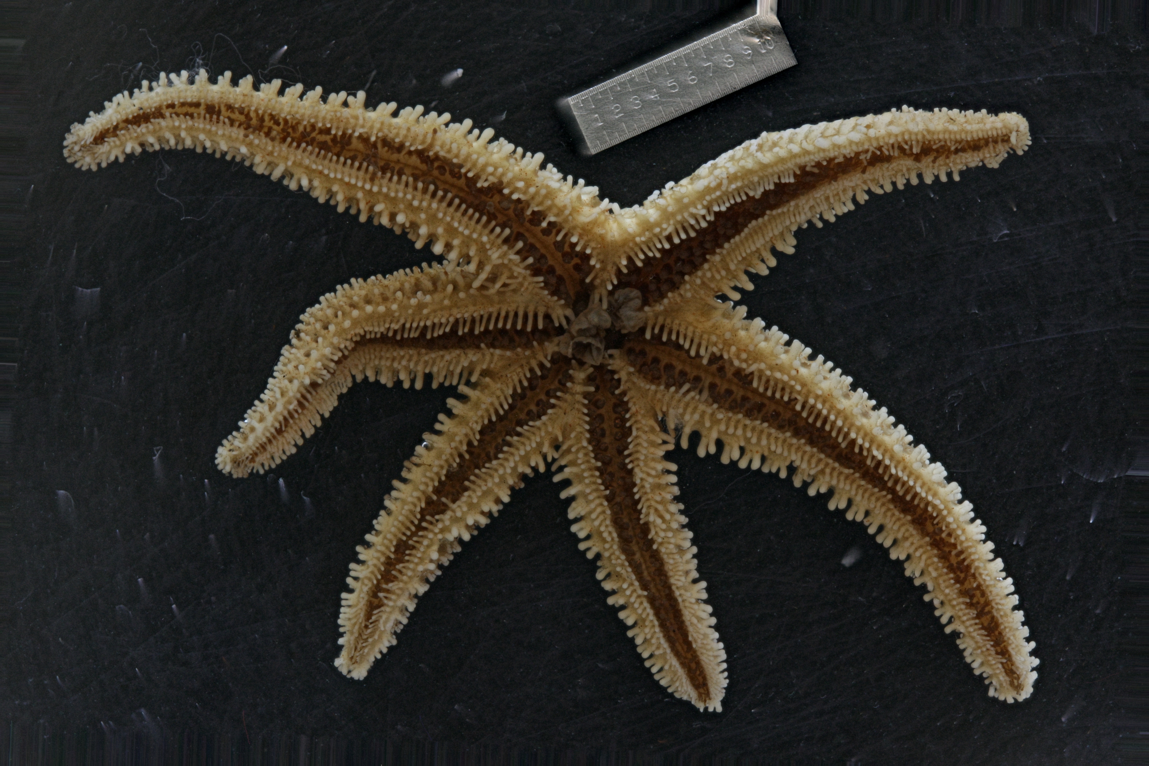 Inaequalis
