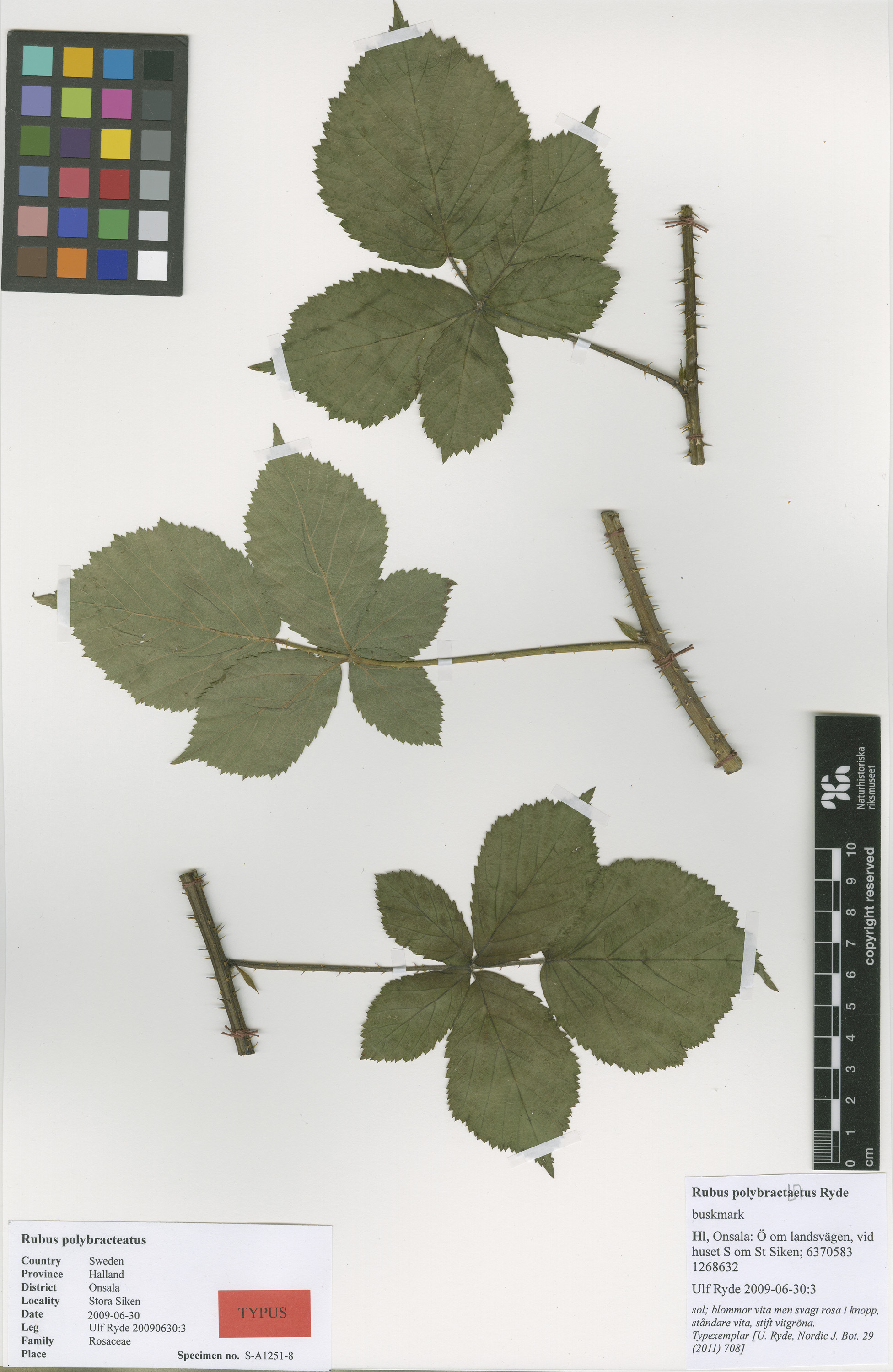 Andean blackberry
