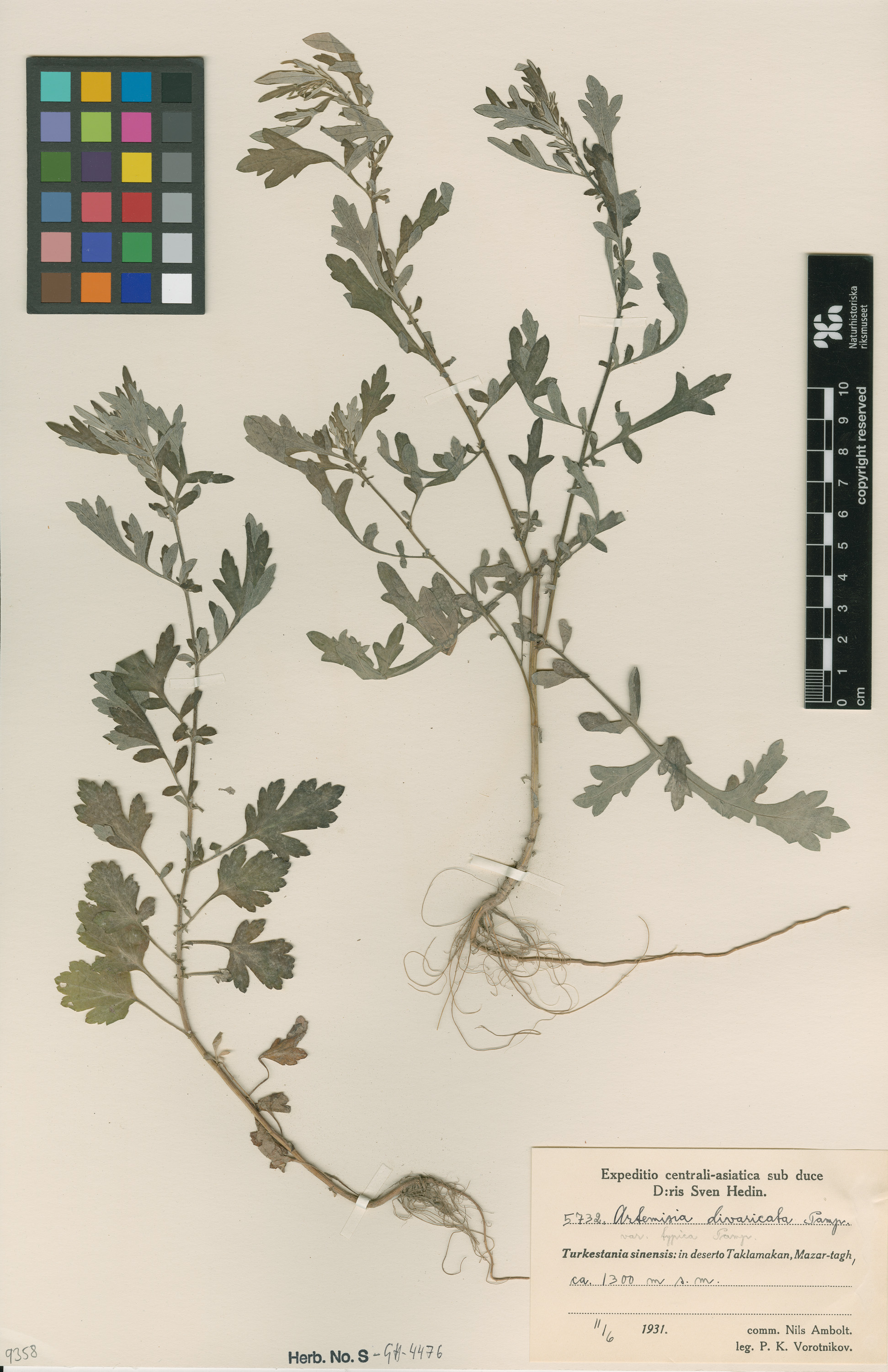 Artemisia divaricata