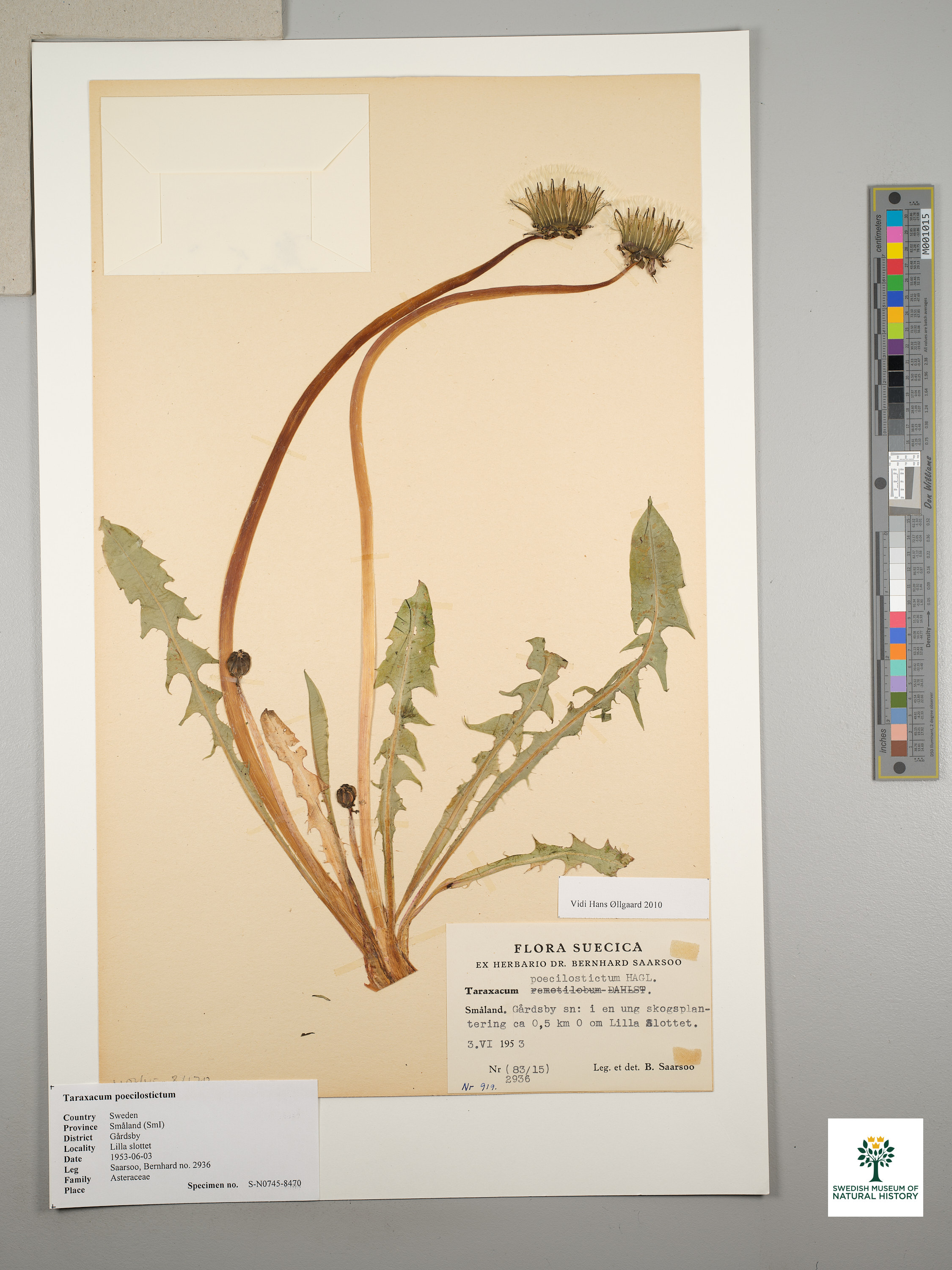 Dandelion
