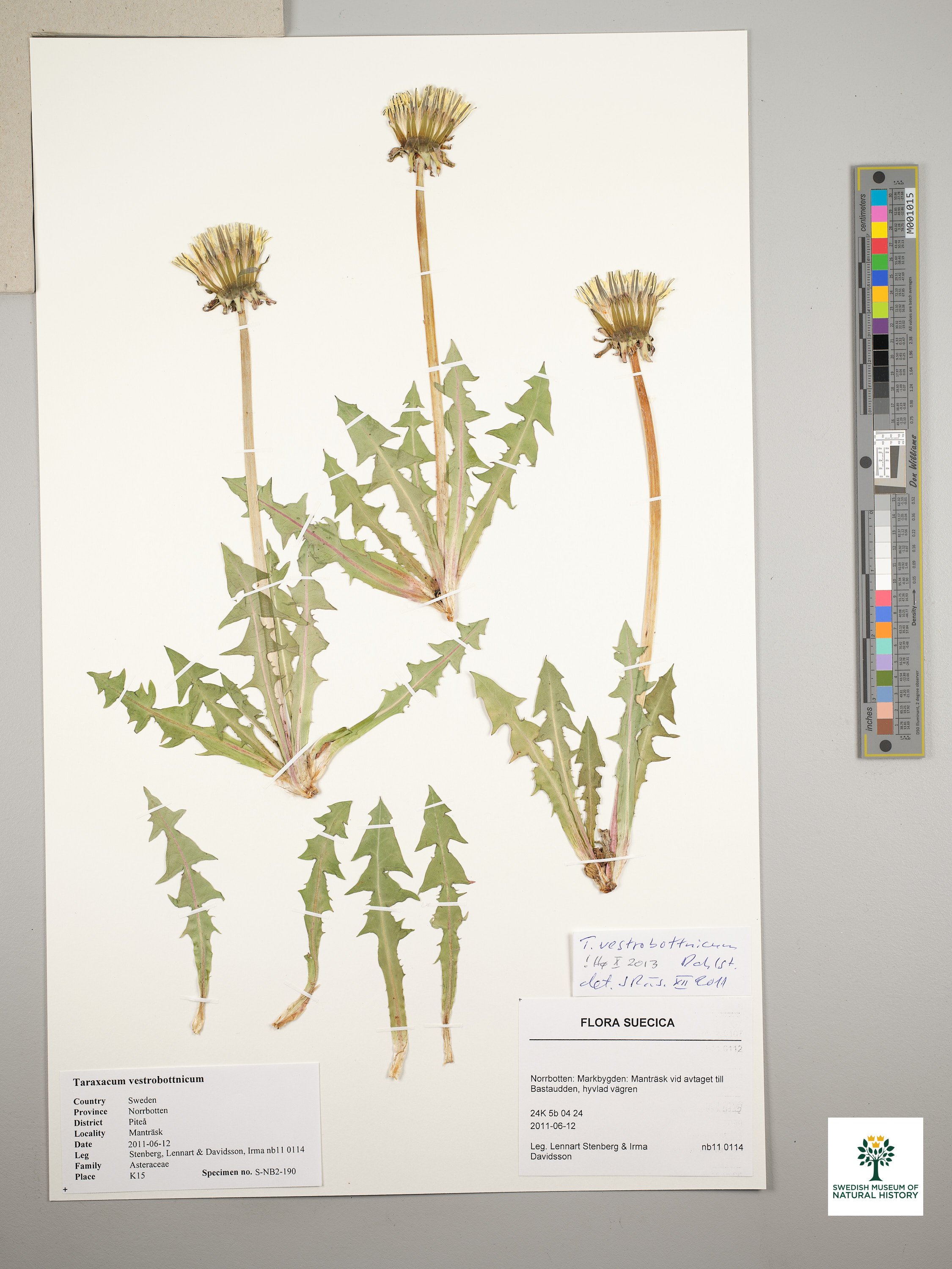 Dandelion
