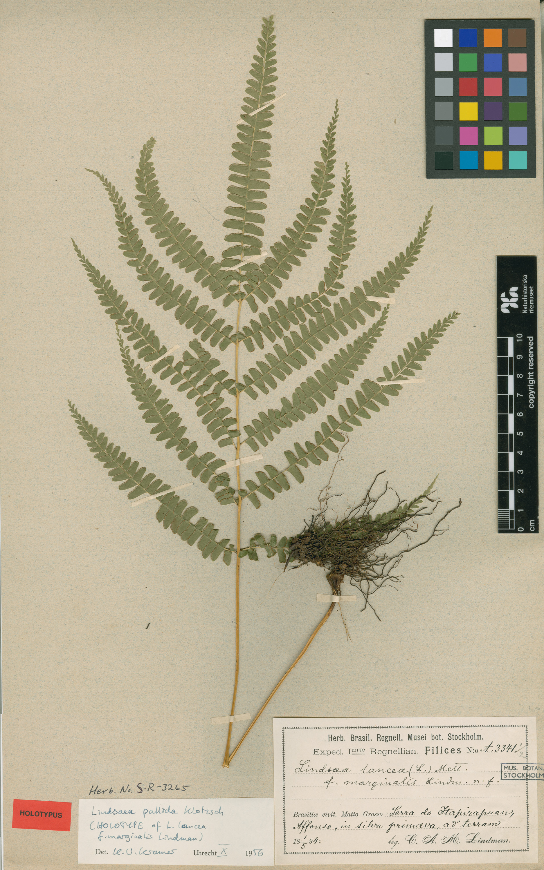 Lindsaea pallida