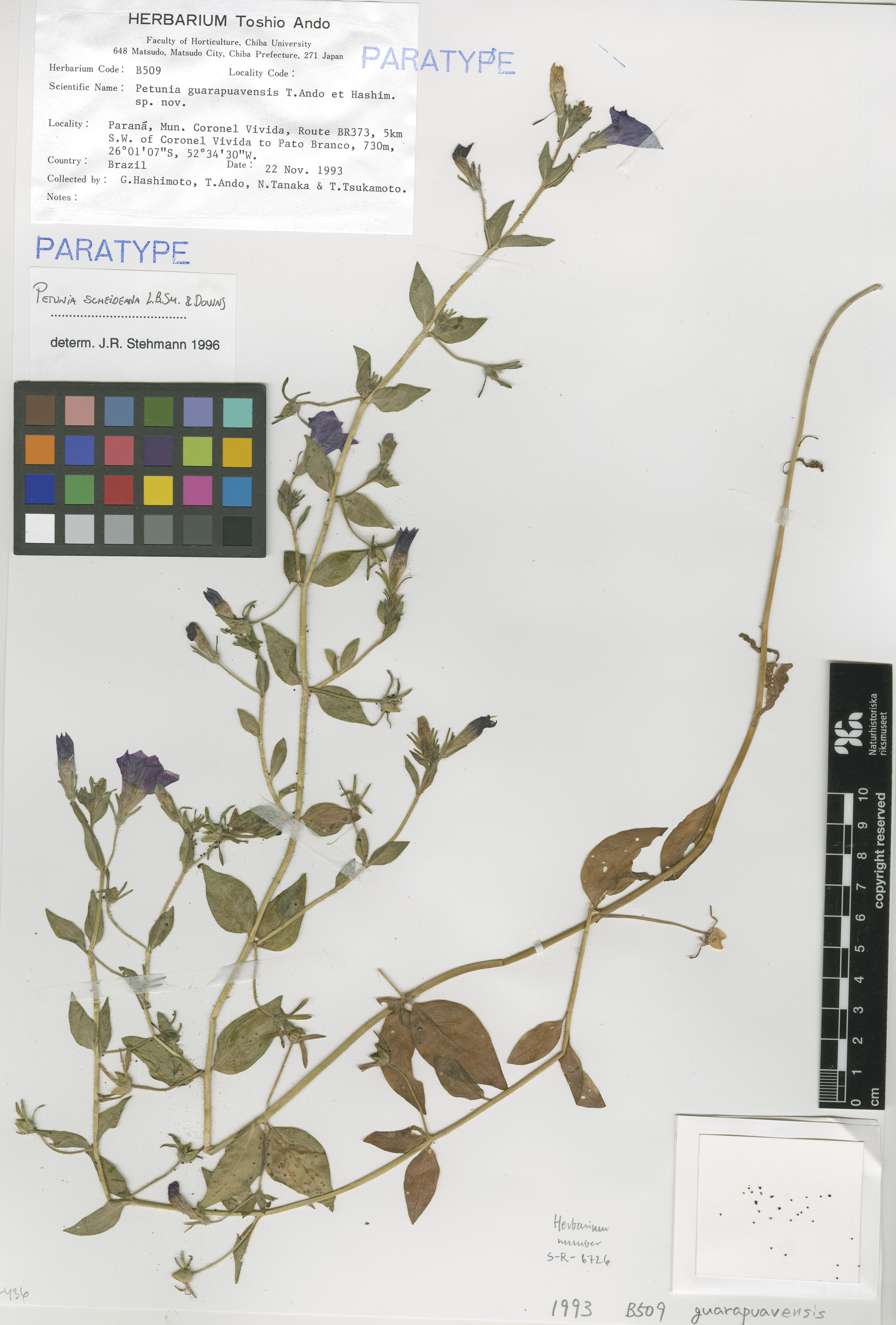 Petunia guarapuavensis