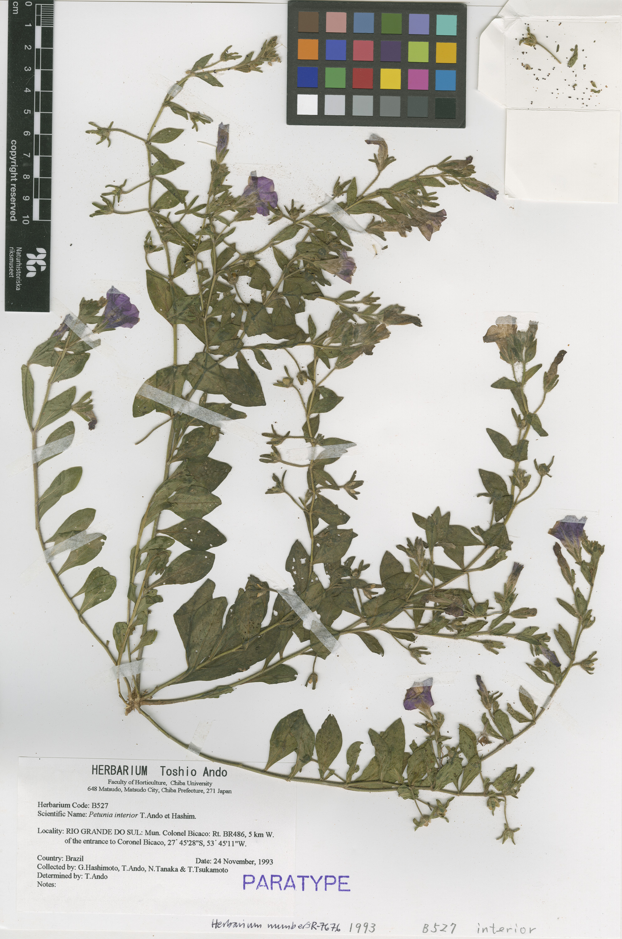 Petunia interior