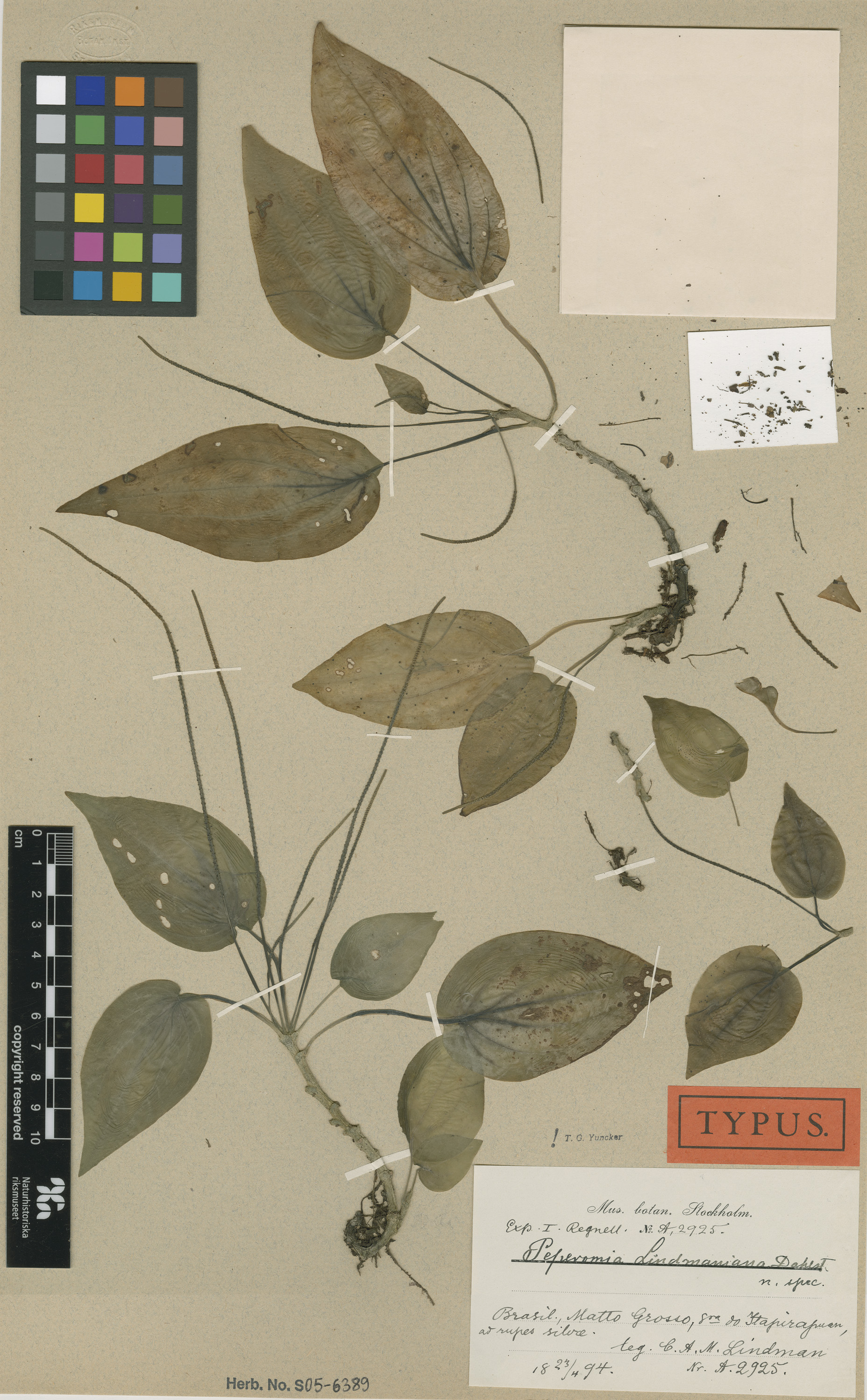Peperomia lindmaniana