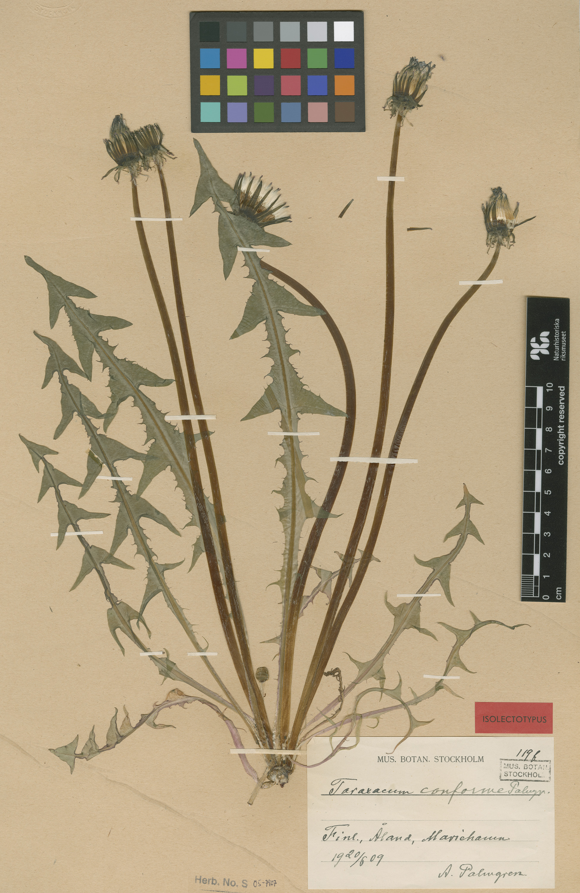 Dandelion
