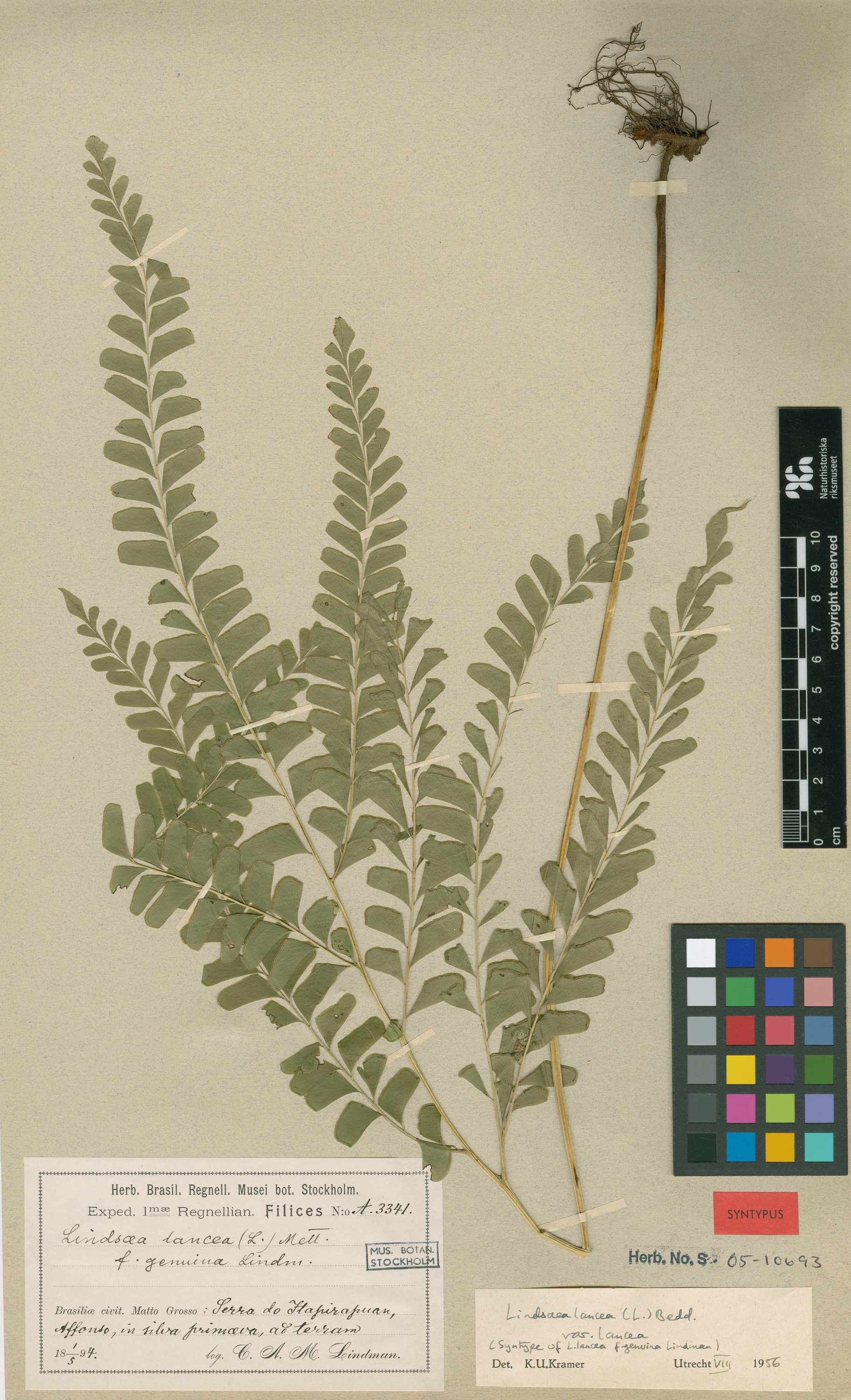 Lindsaea lancea