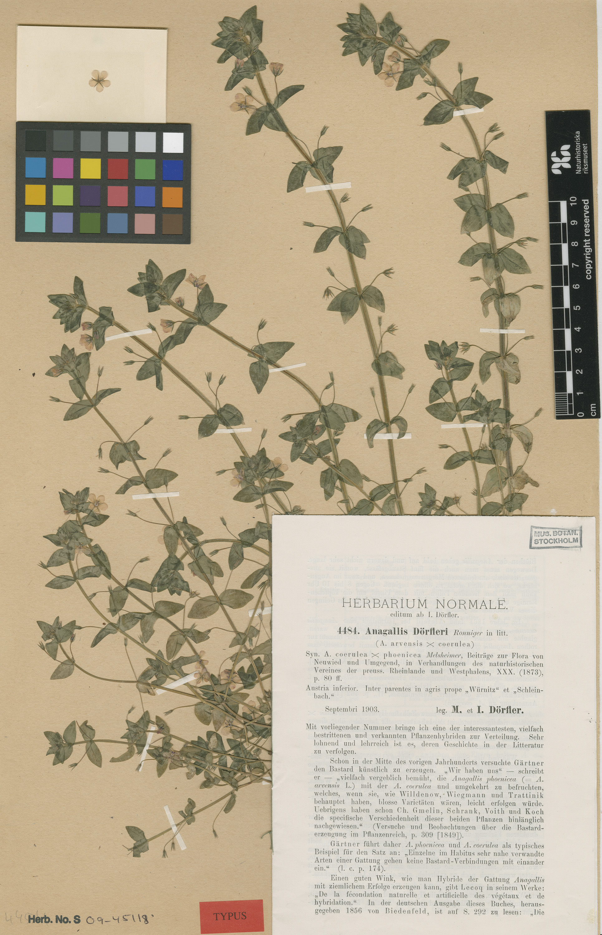 Scarlet pimpernel
