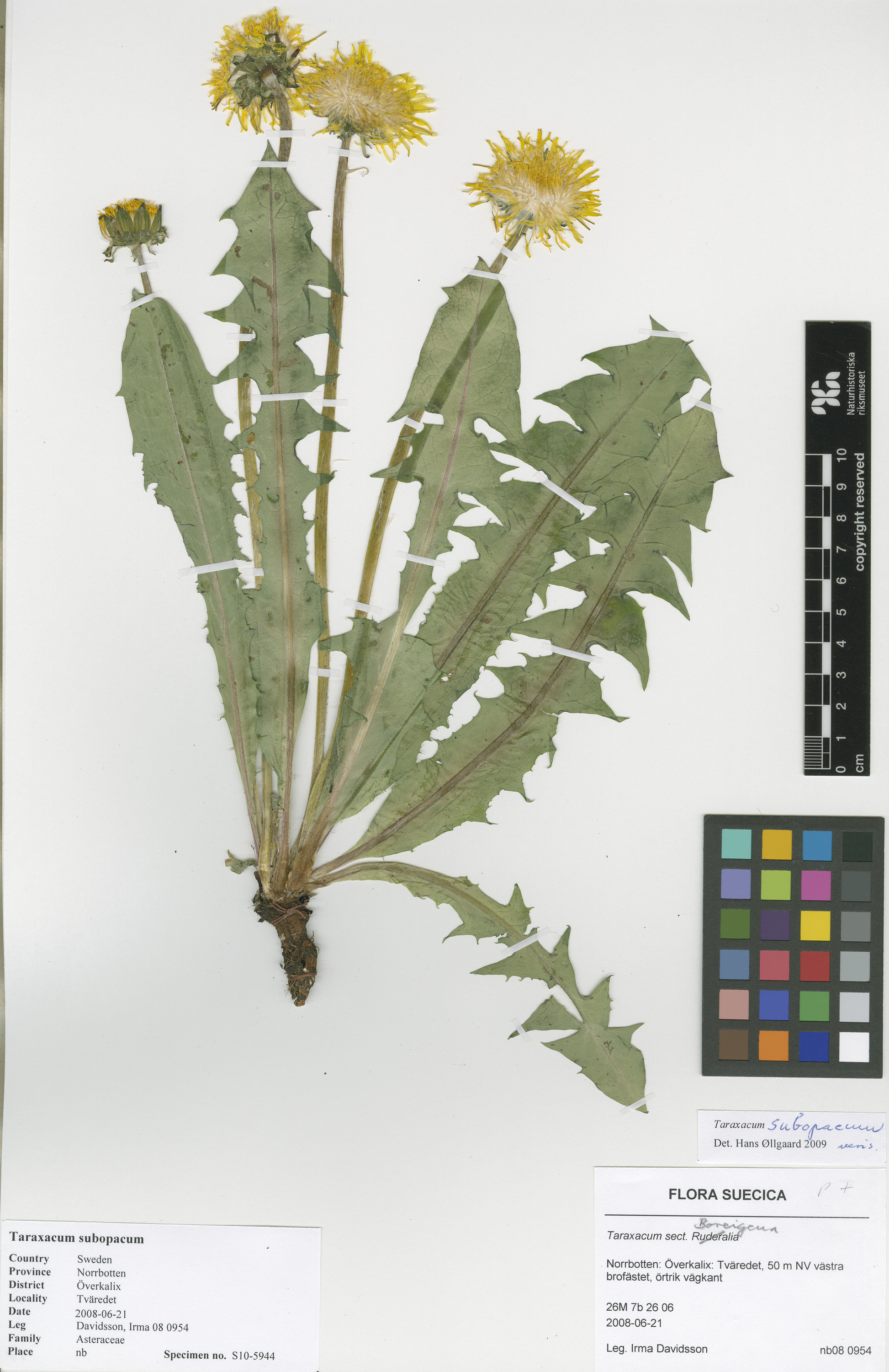 Diente de león