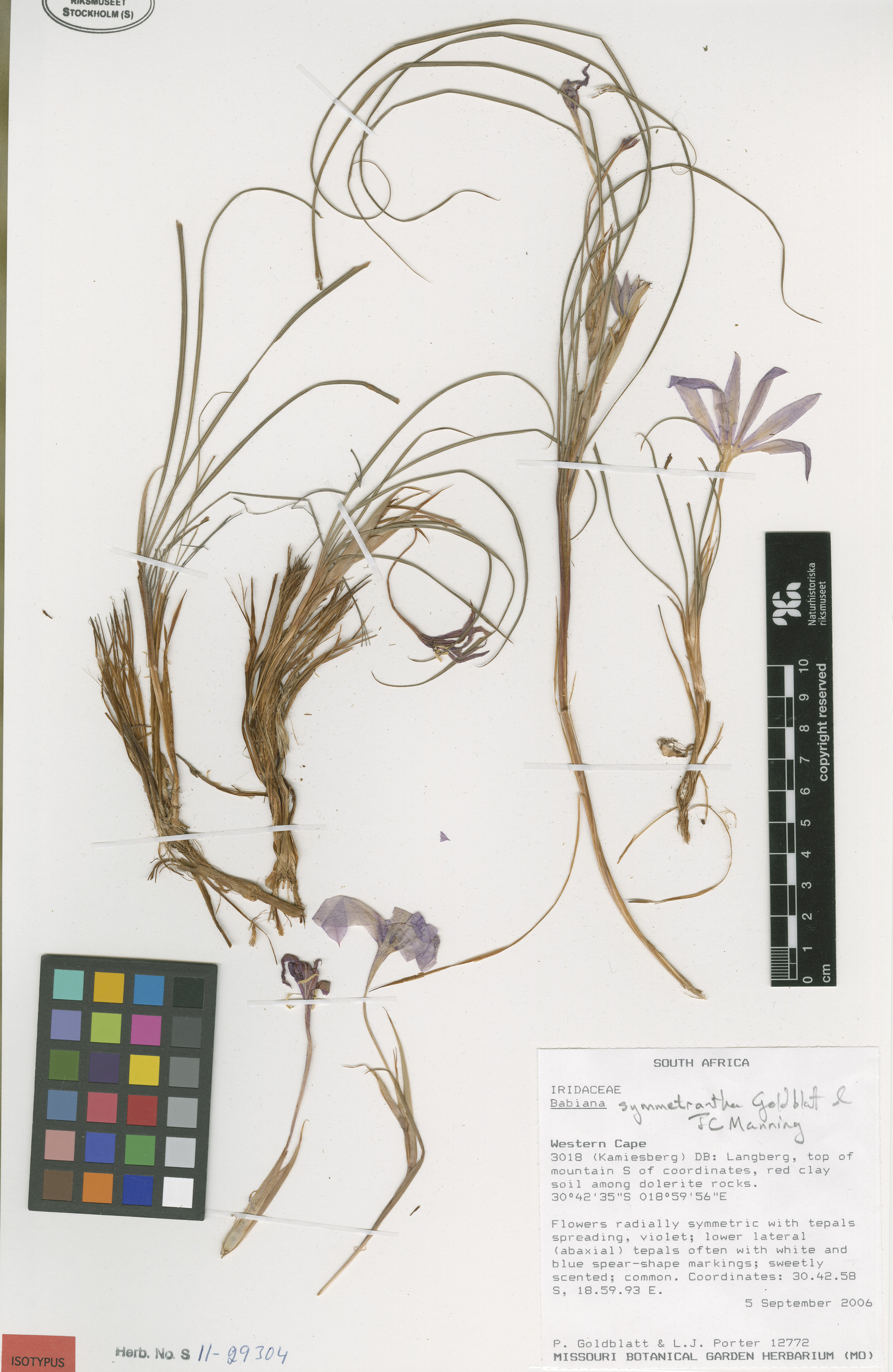 Babiana symmetrantha