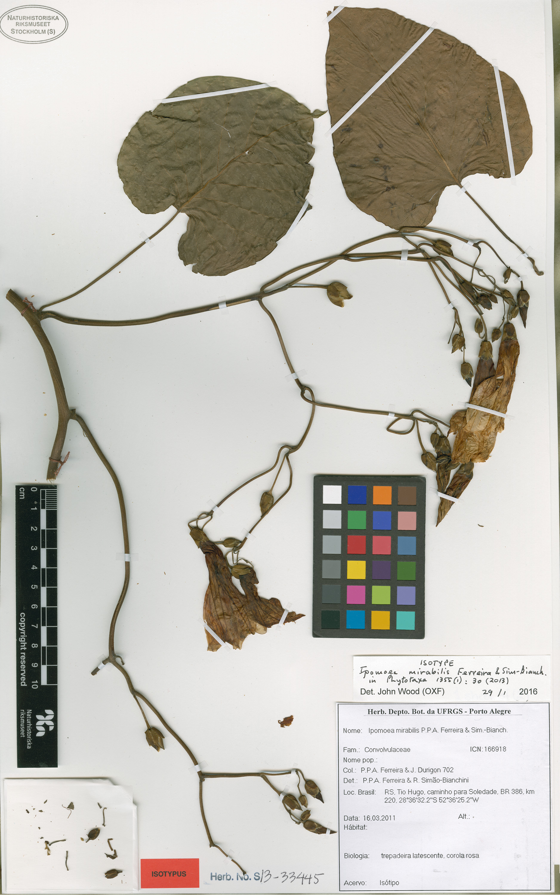 Ipomoea mirabilis