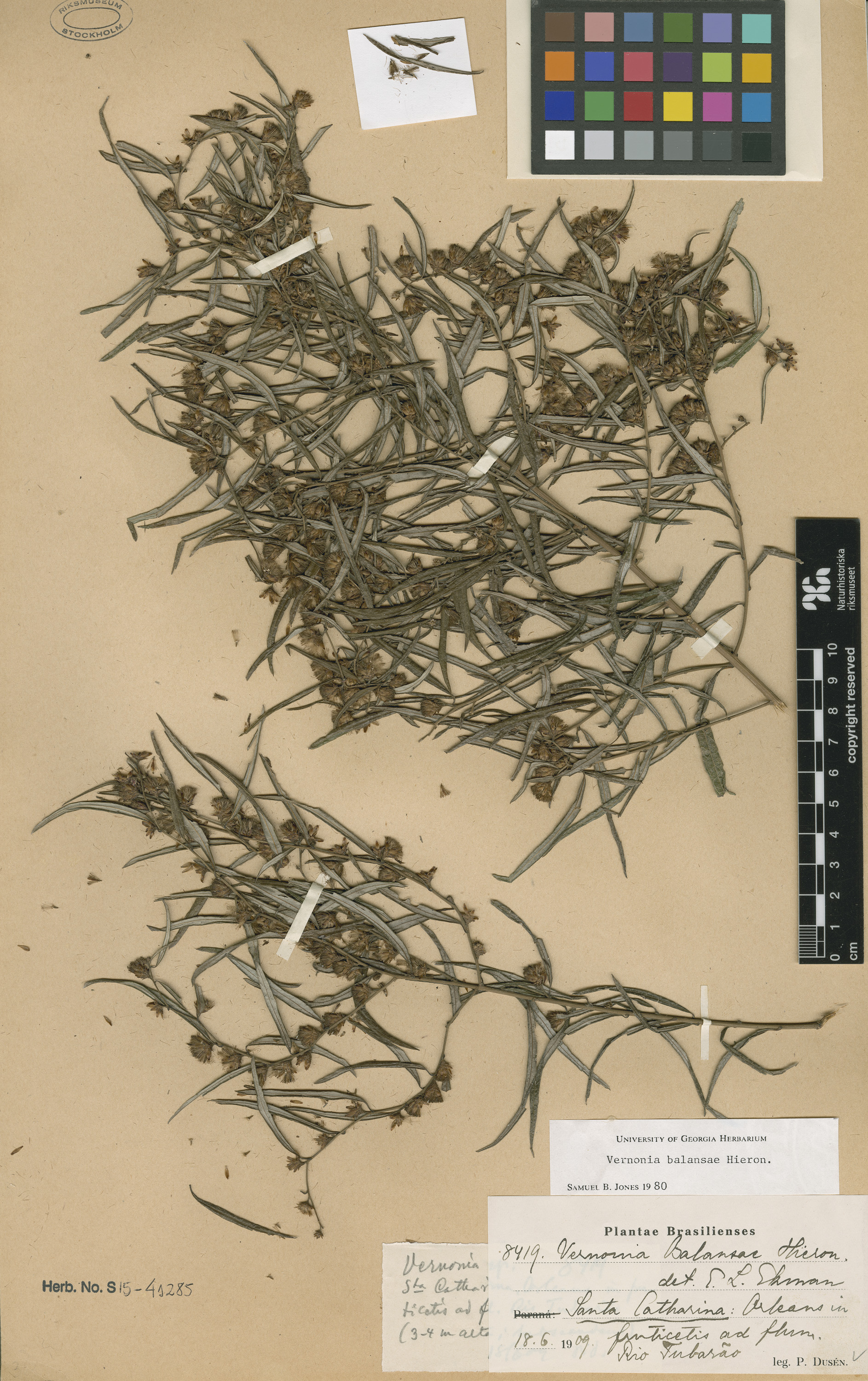 Lepidaploa balansae
