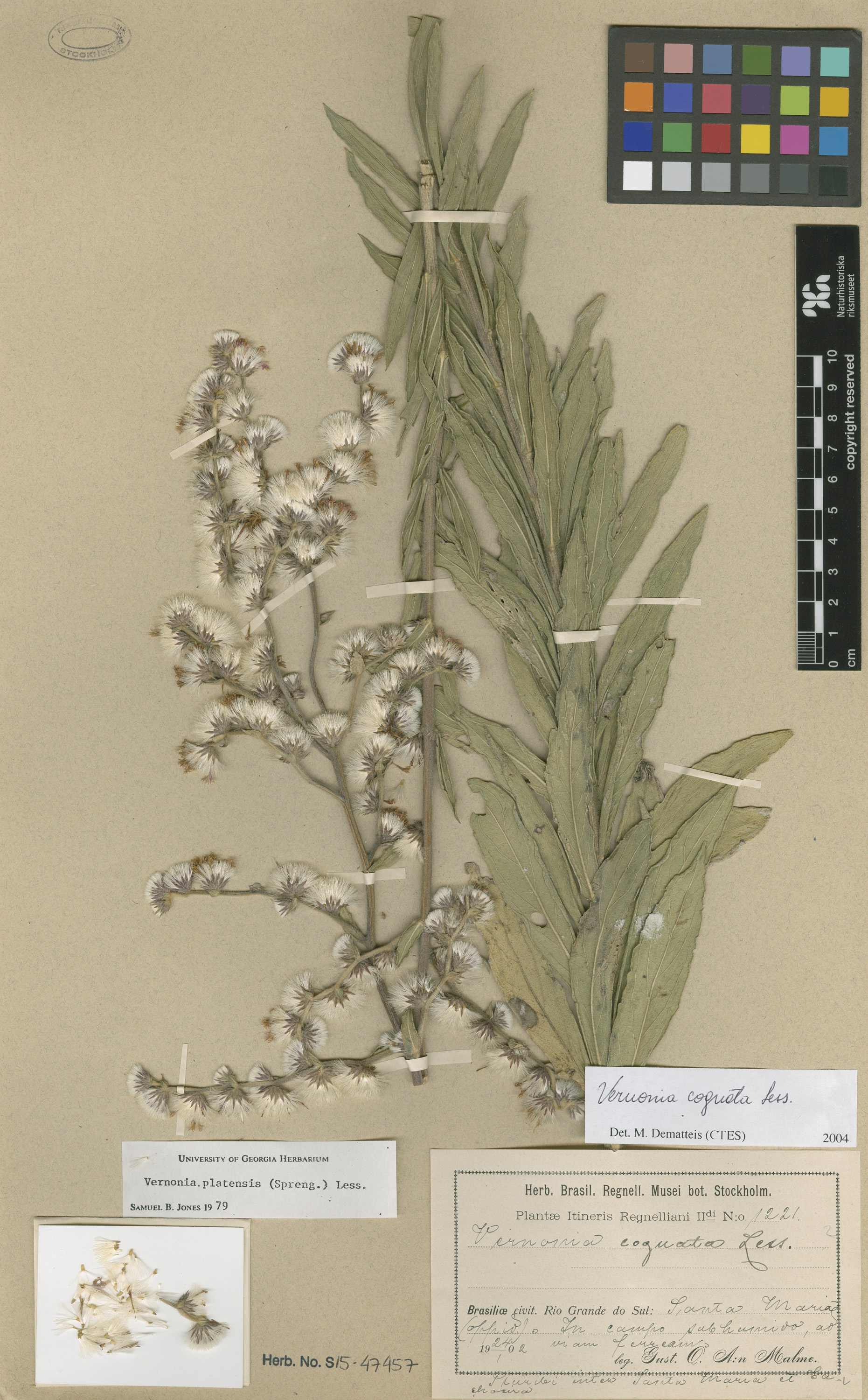 Chrysolaena platensis
