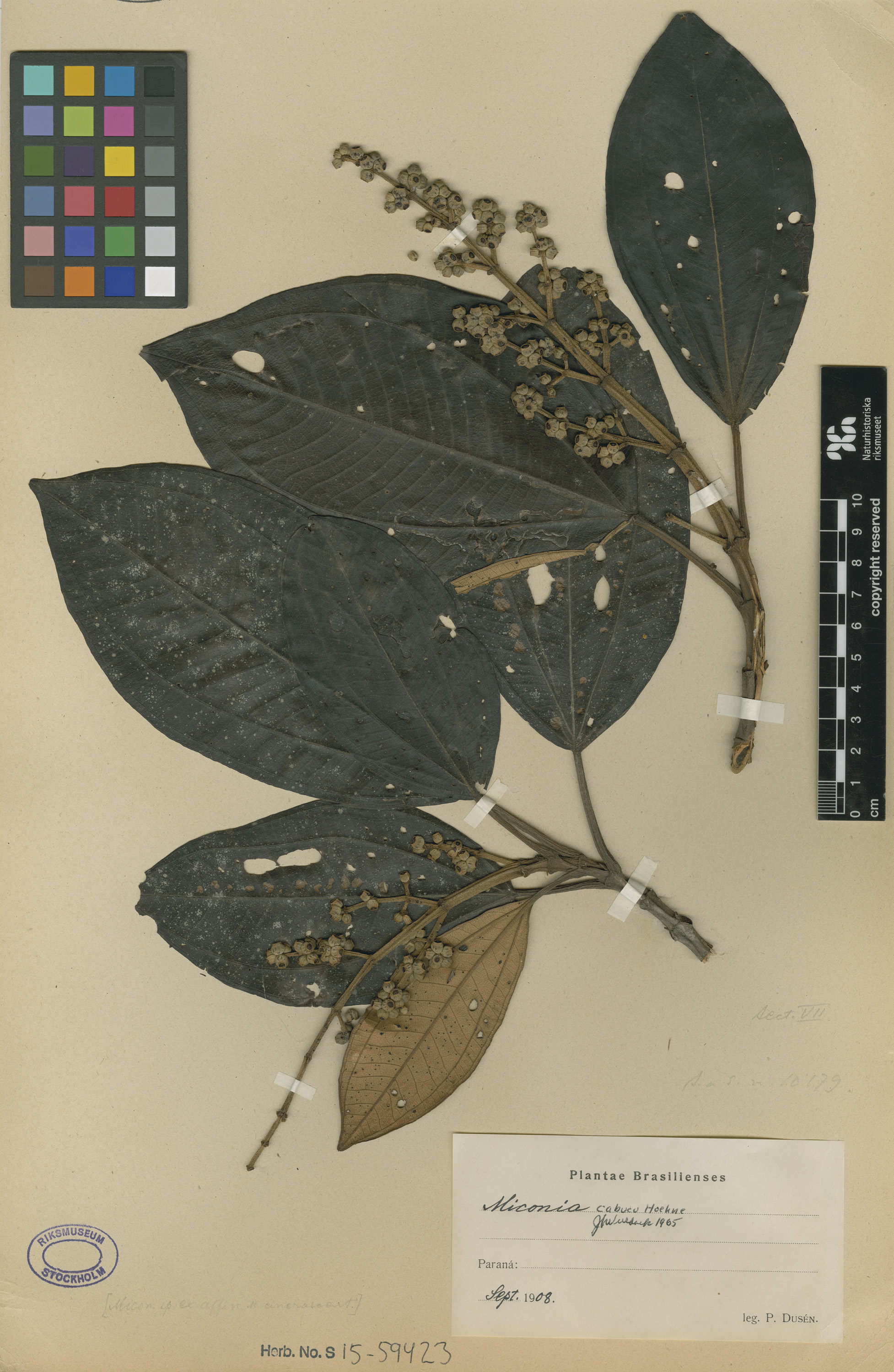 Miconia cabucu