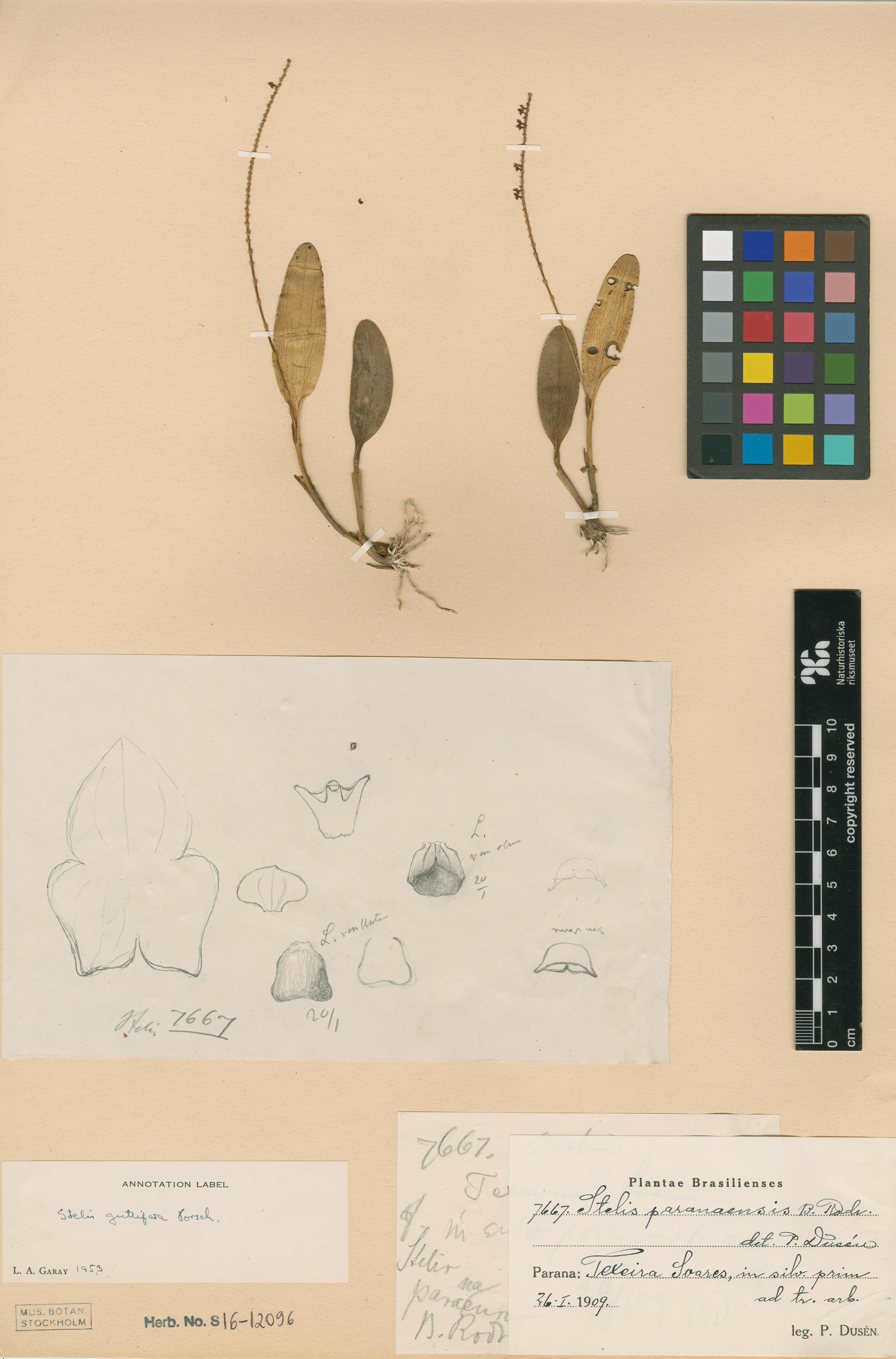 Stelis papaquerensis