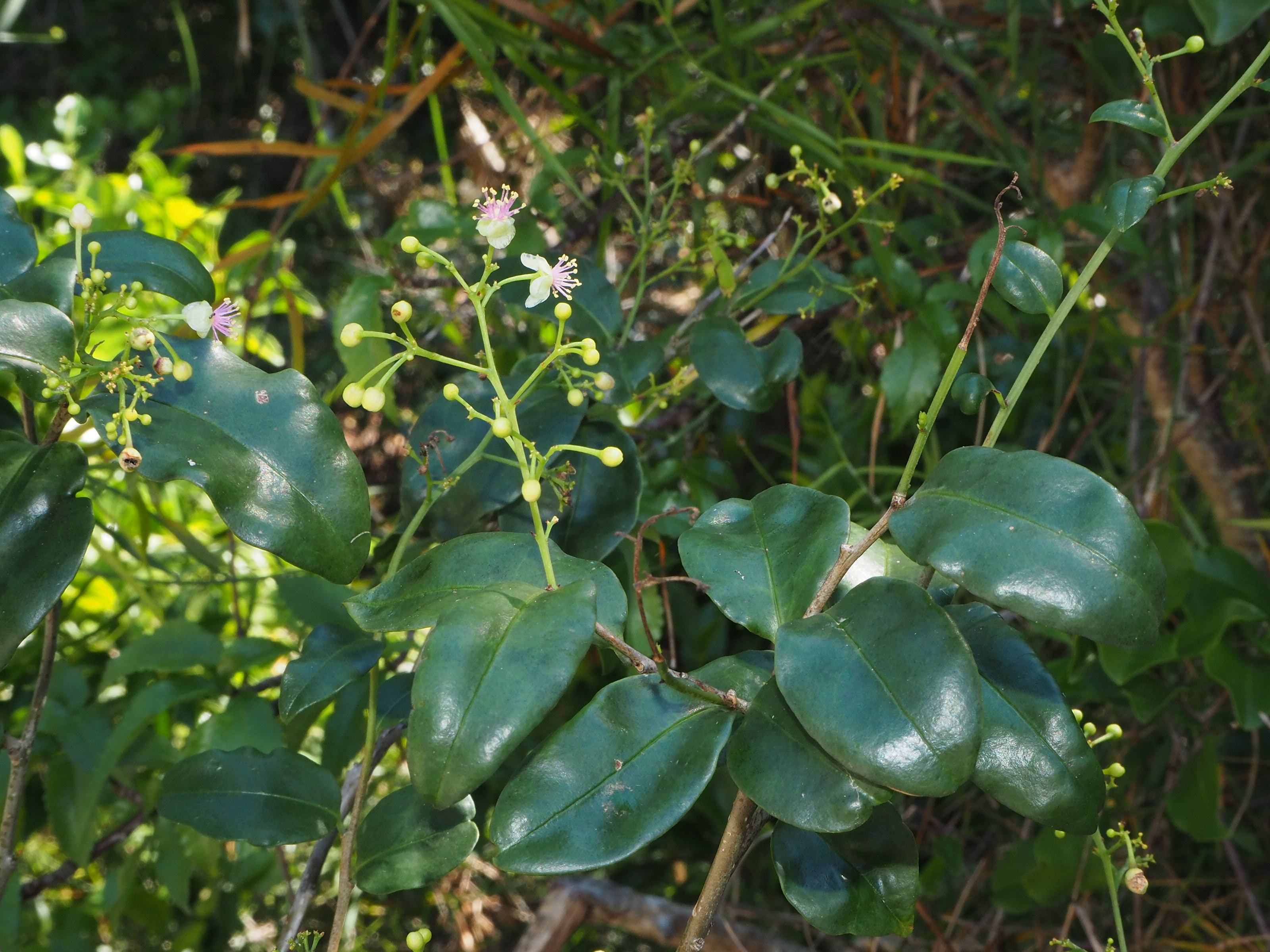 Talinella dauphinensis