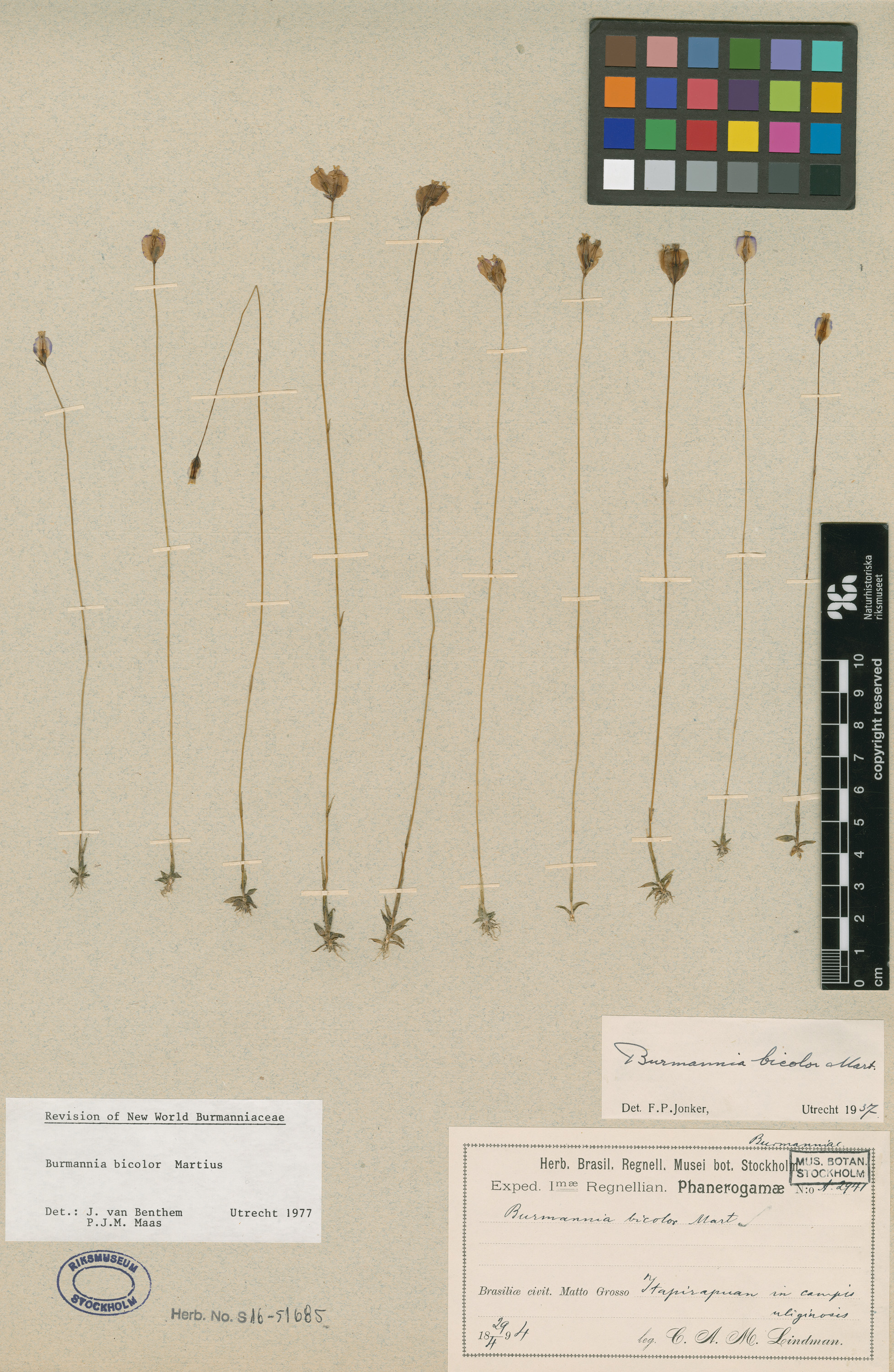 Burmannia bicolor