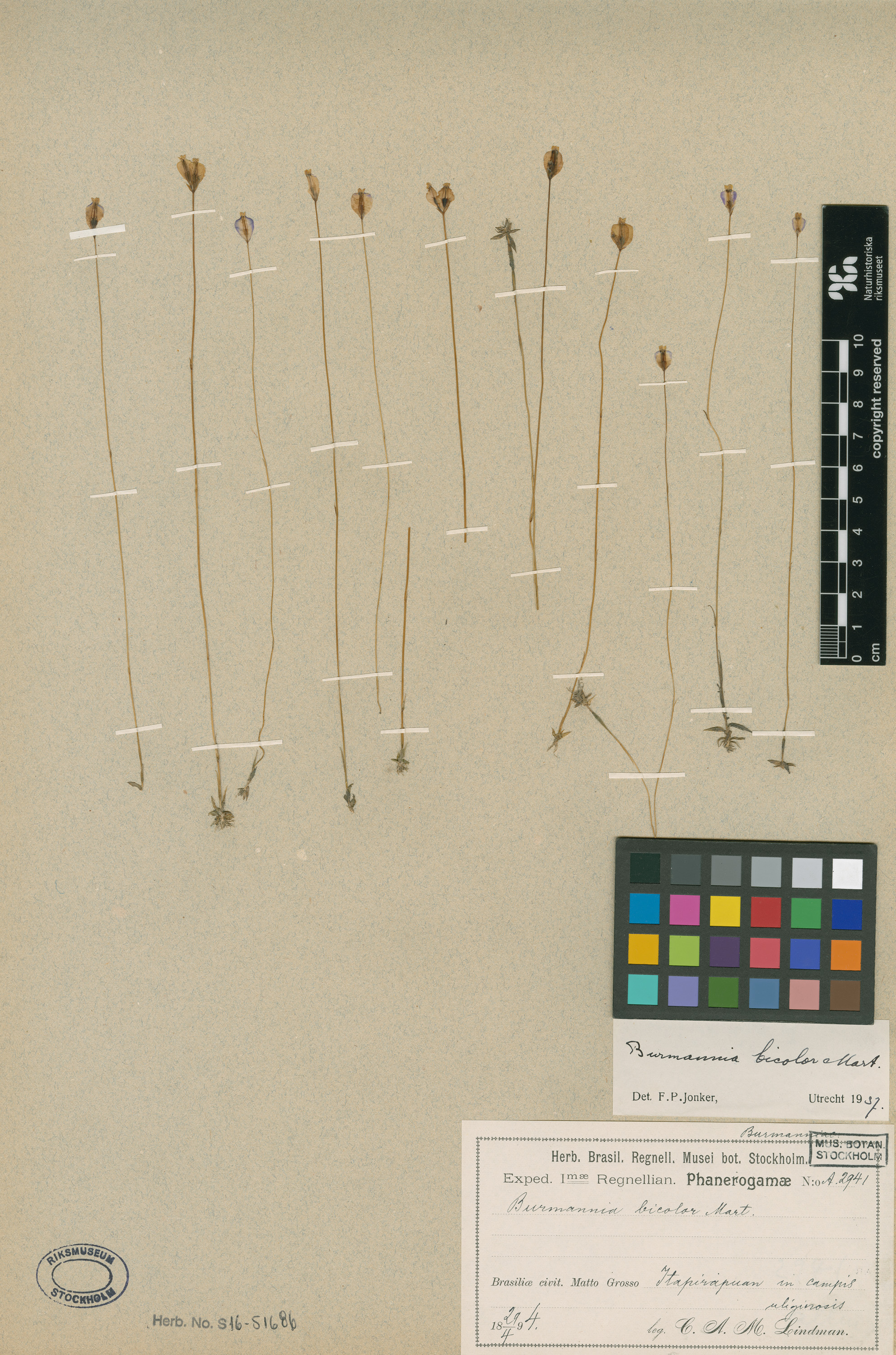 Burmannia bicolor