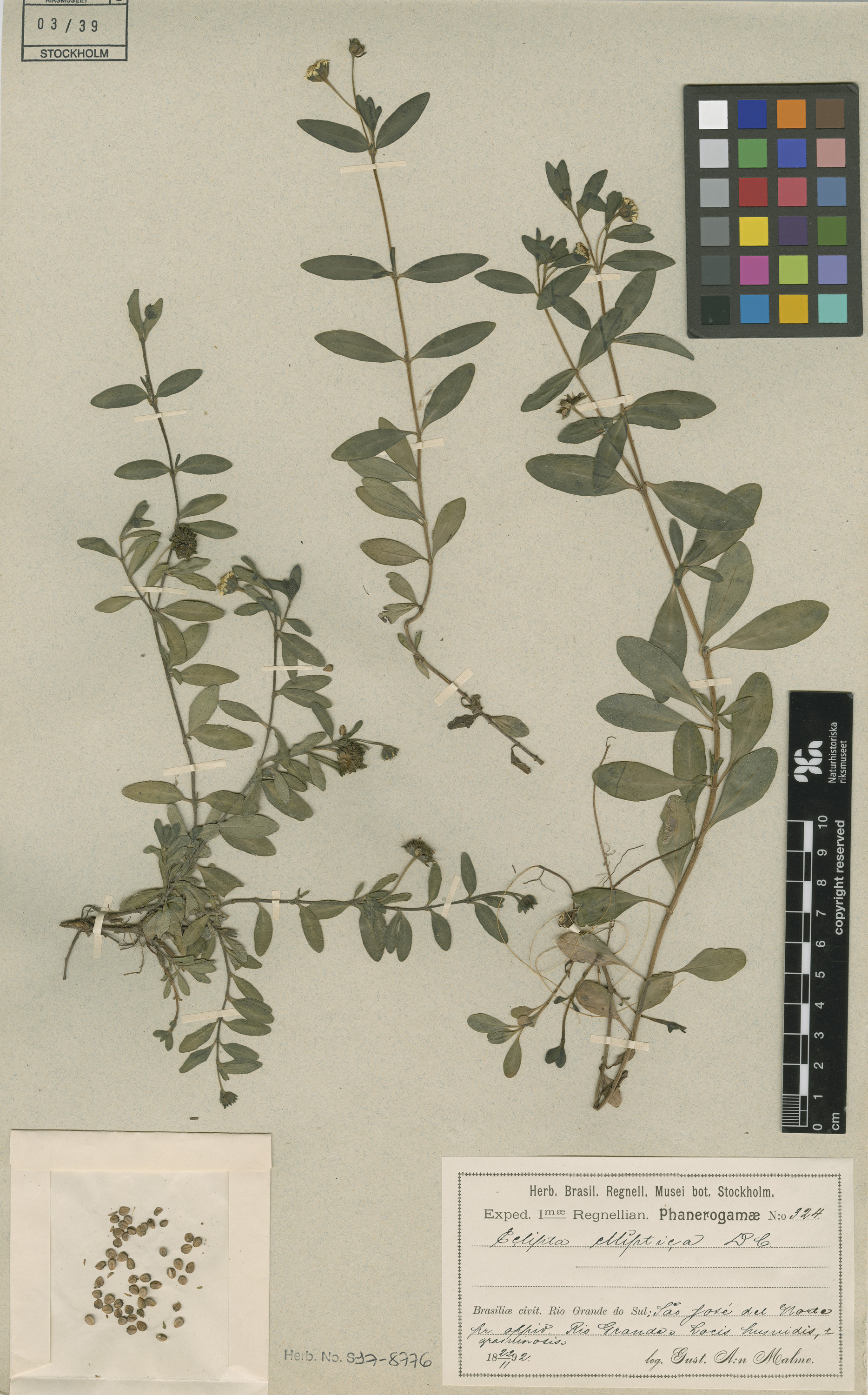 Eclipta elliptica