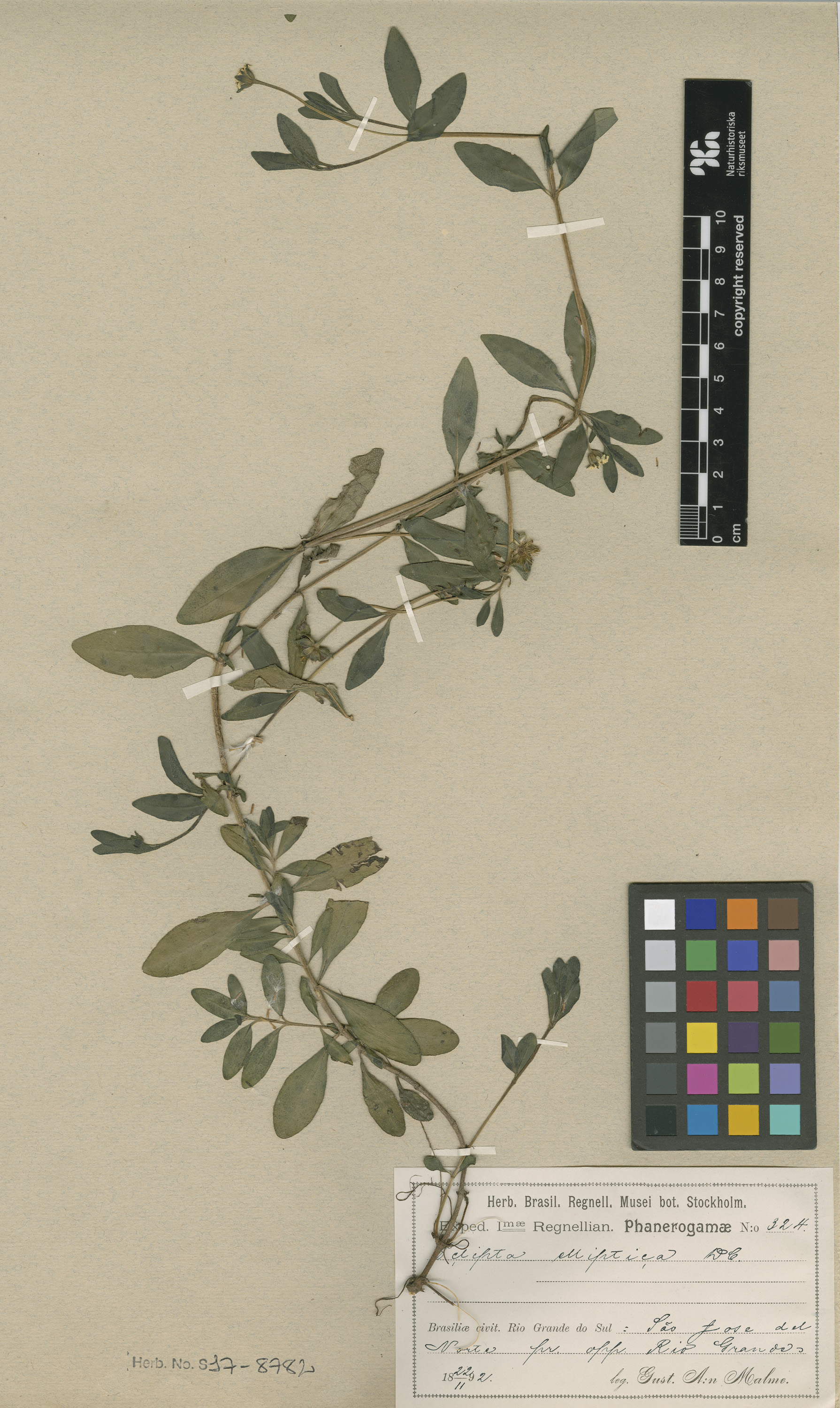 Eclipta elliptica