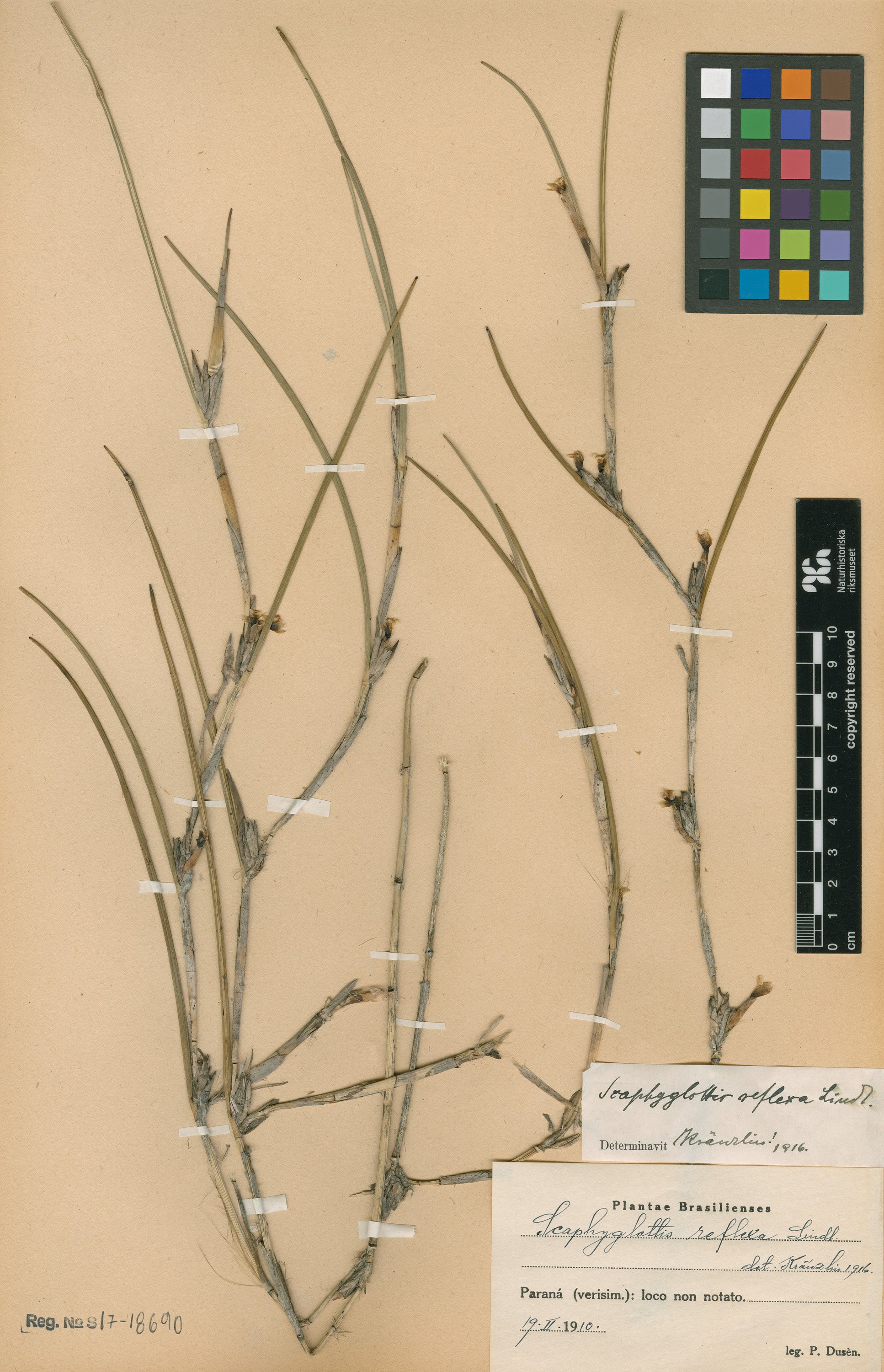Scaphyglottis reflexa
