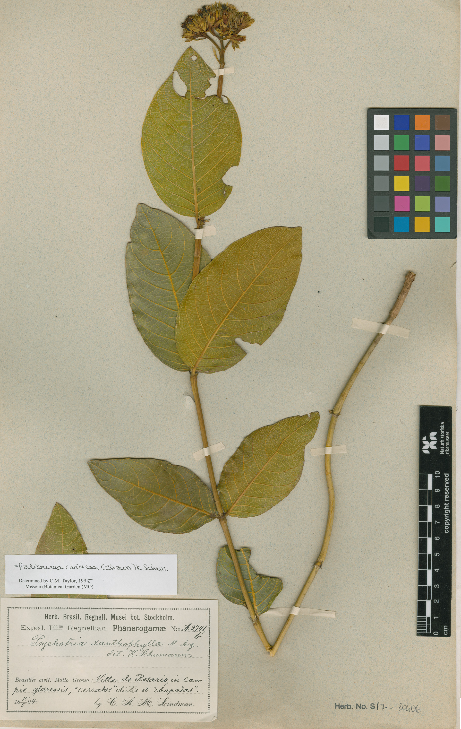 Palicourea coriacea