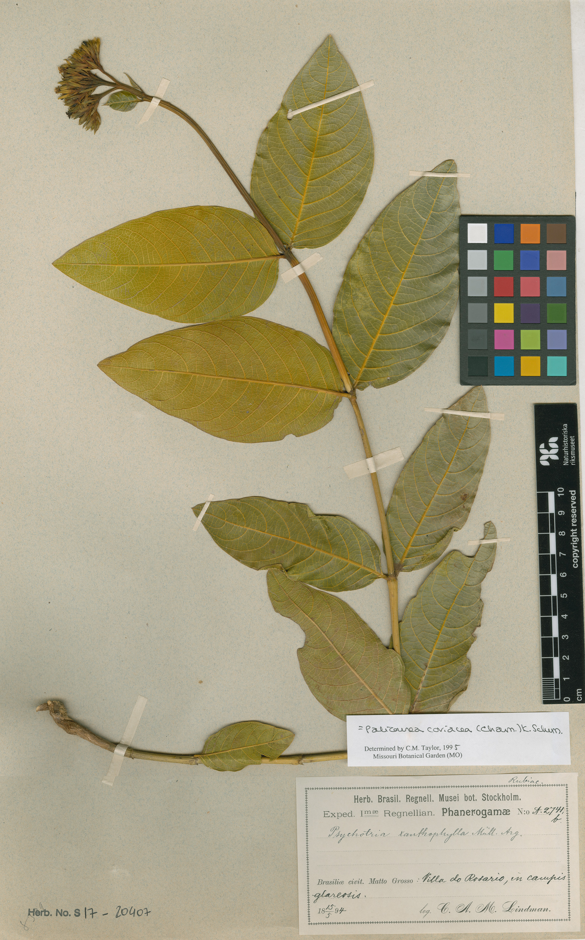 Palicourea coriacea