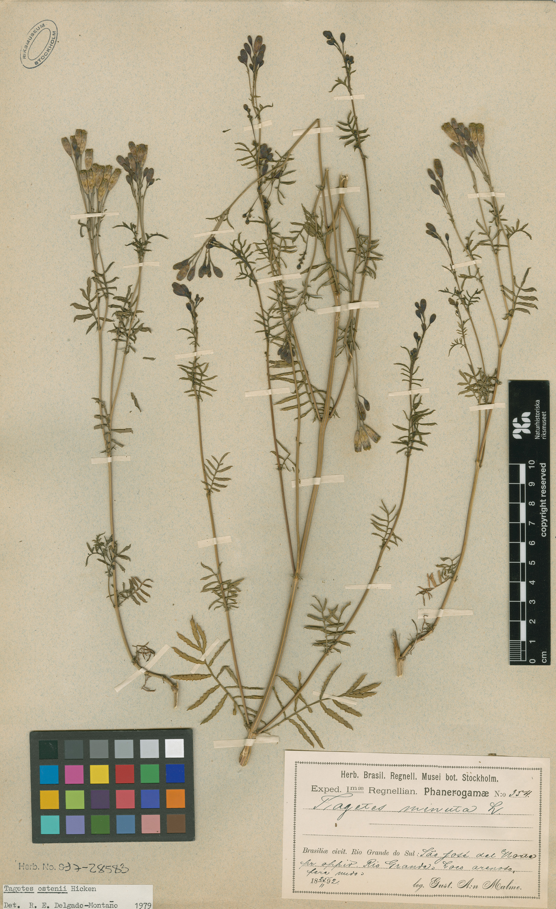 Tagetes ostenii