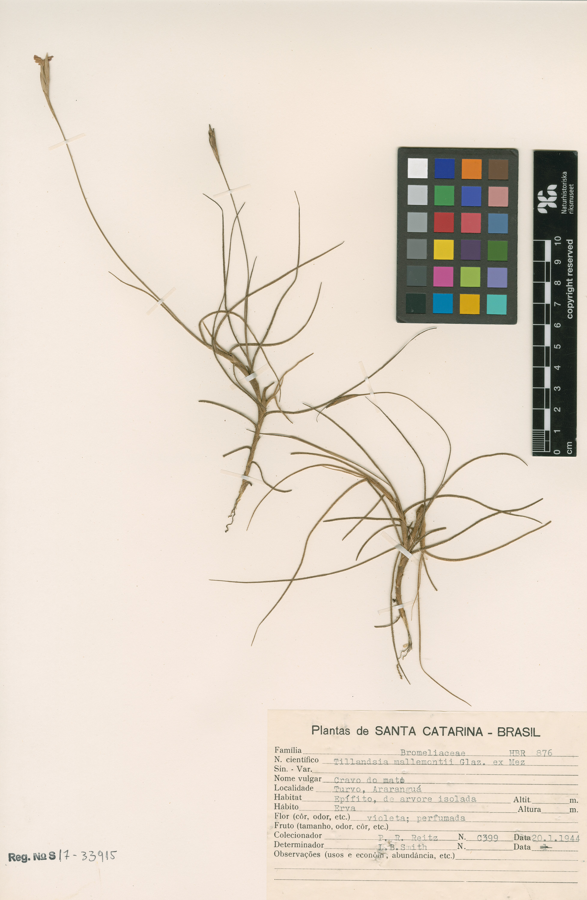 Tillandsia mallemontii
