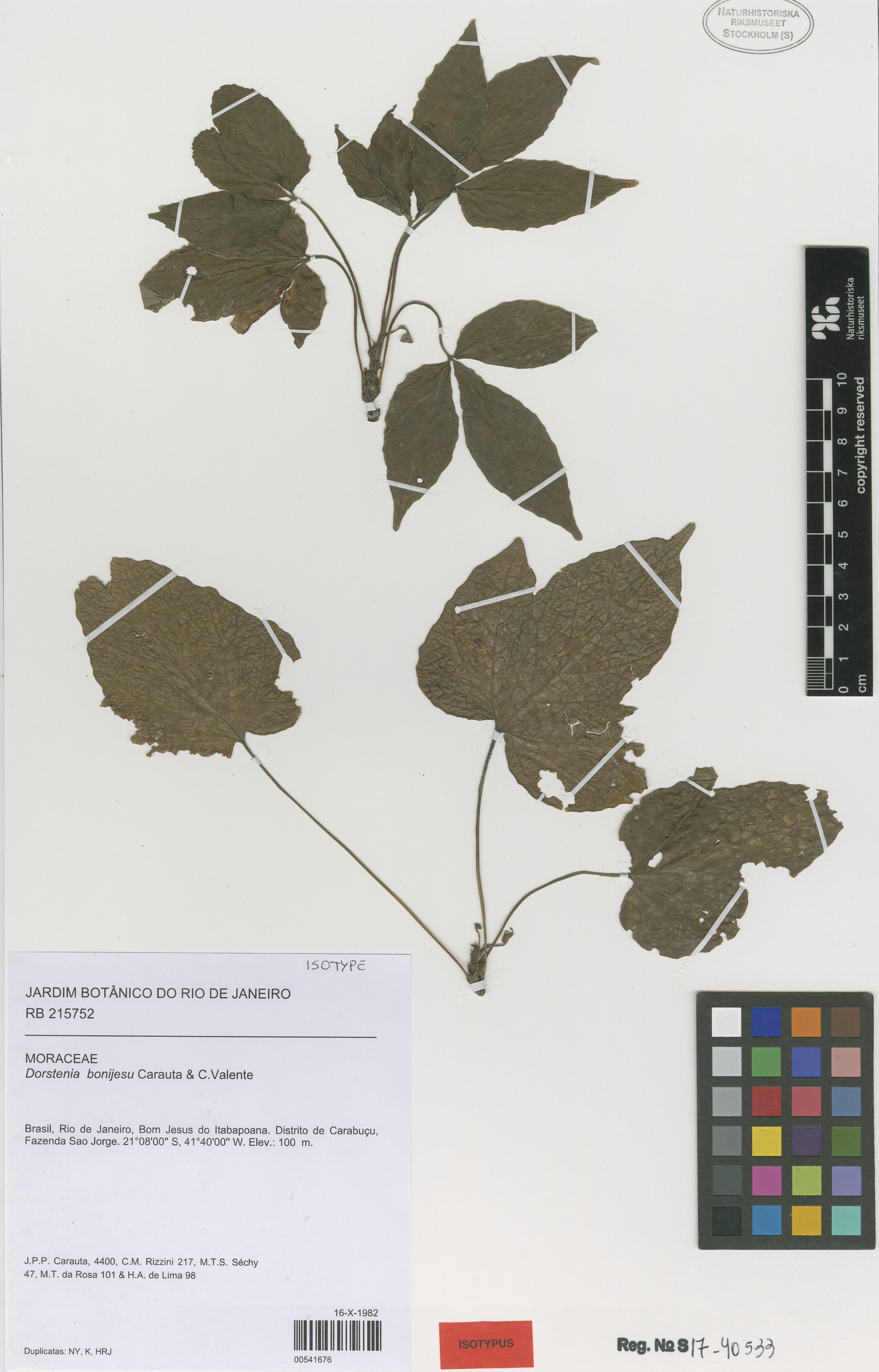 Dorstenia bonijesu