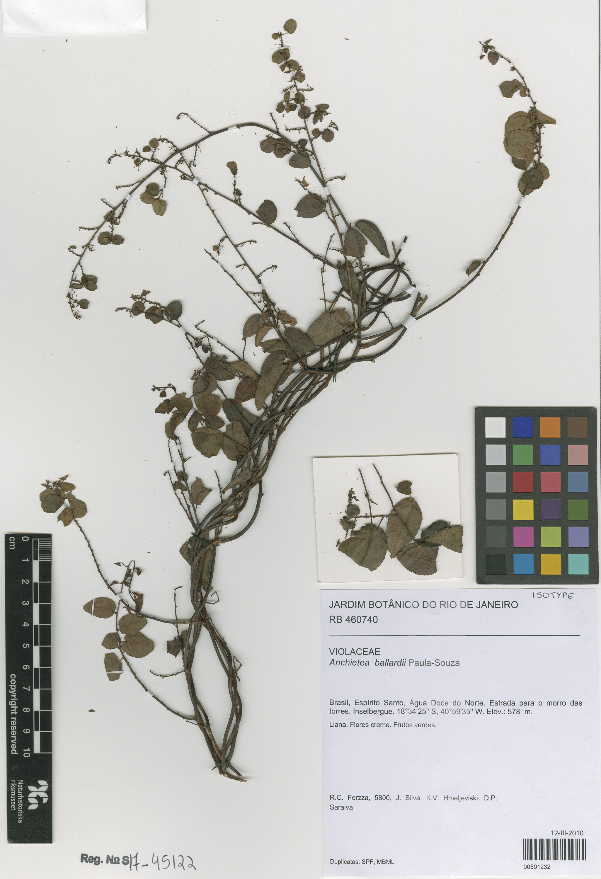 Anchietea ballardii