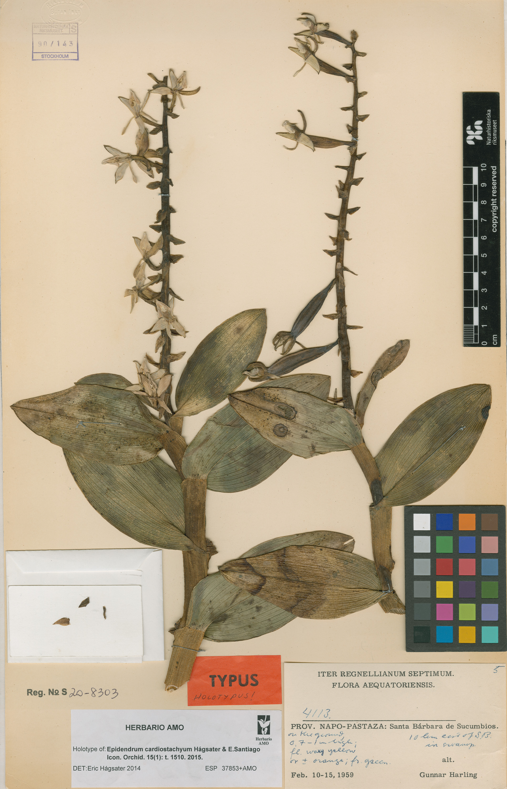 Epidendrum cardiostachyum Hágsater & E.Santiago
