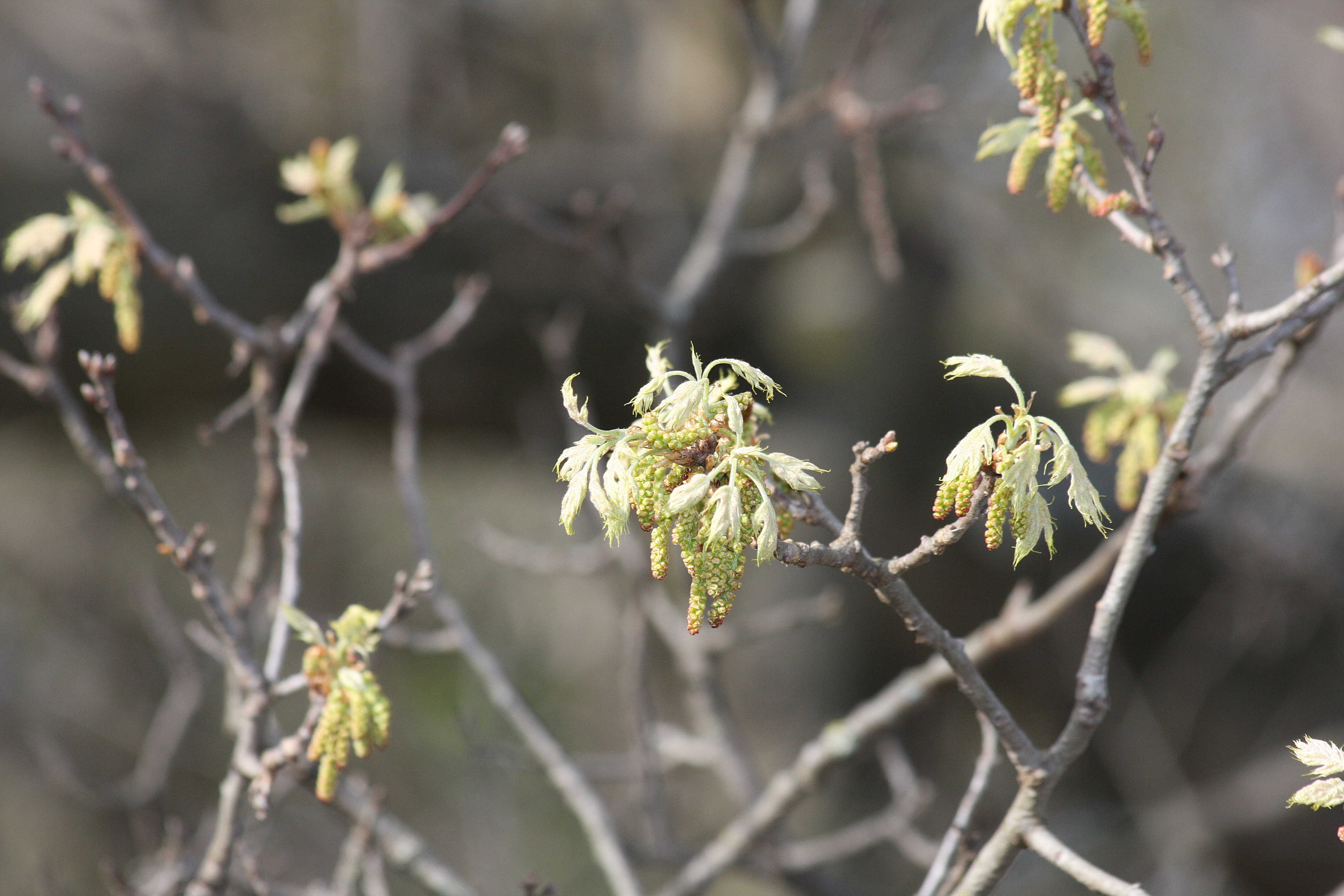 Roble