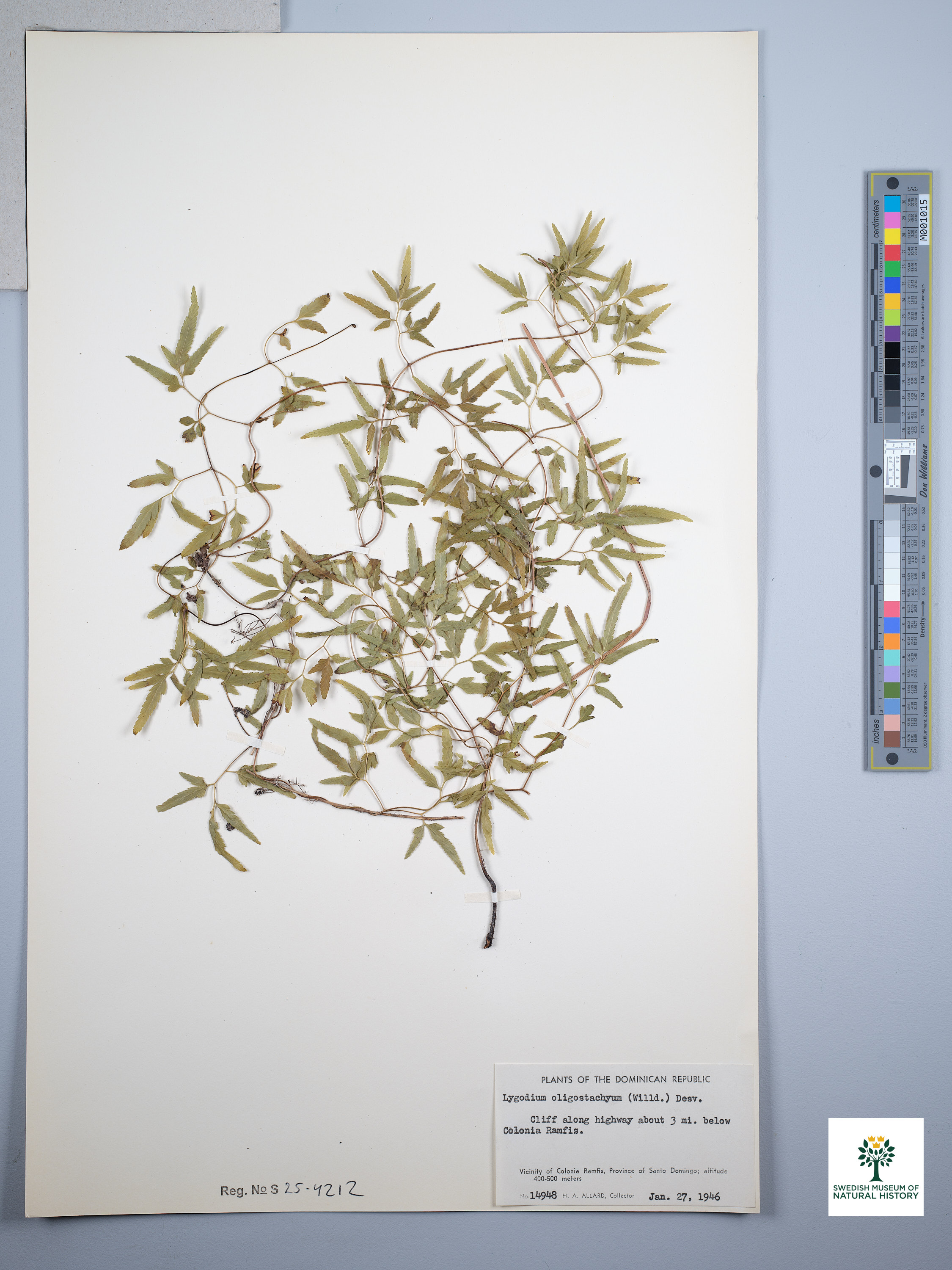 Lygodium oligostachyum photograph 5