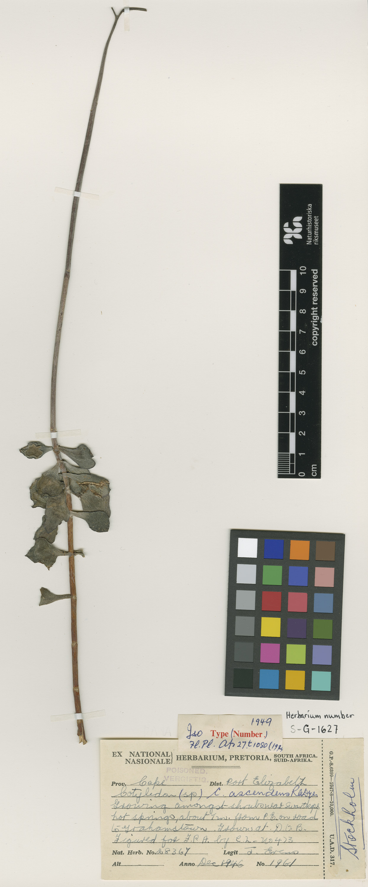 Cotyledon adscendens