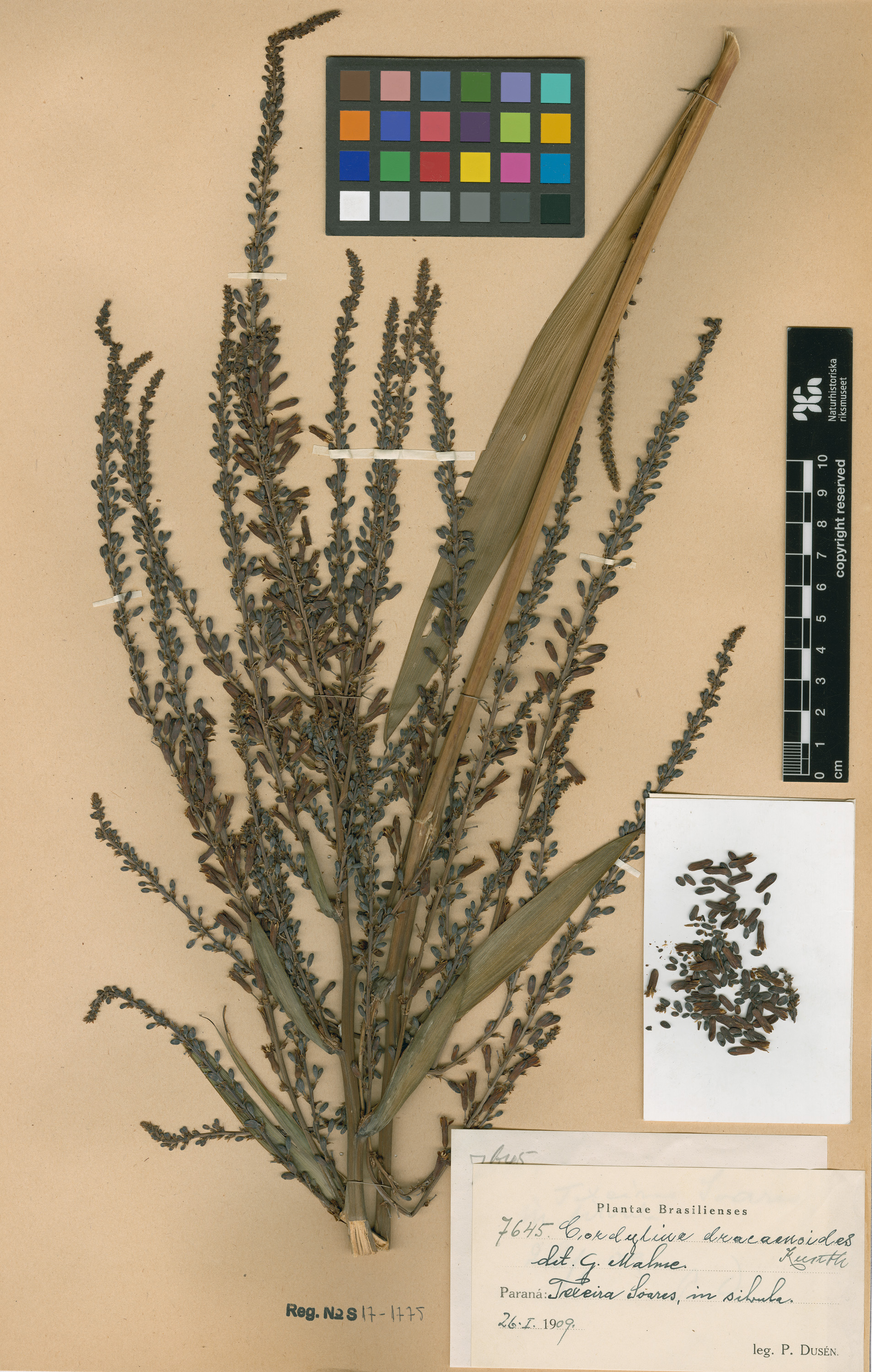 Cordyline congesta