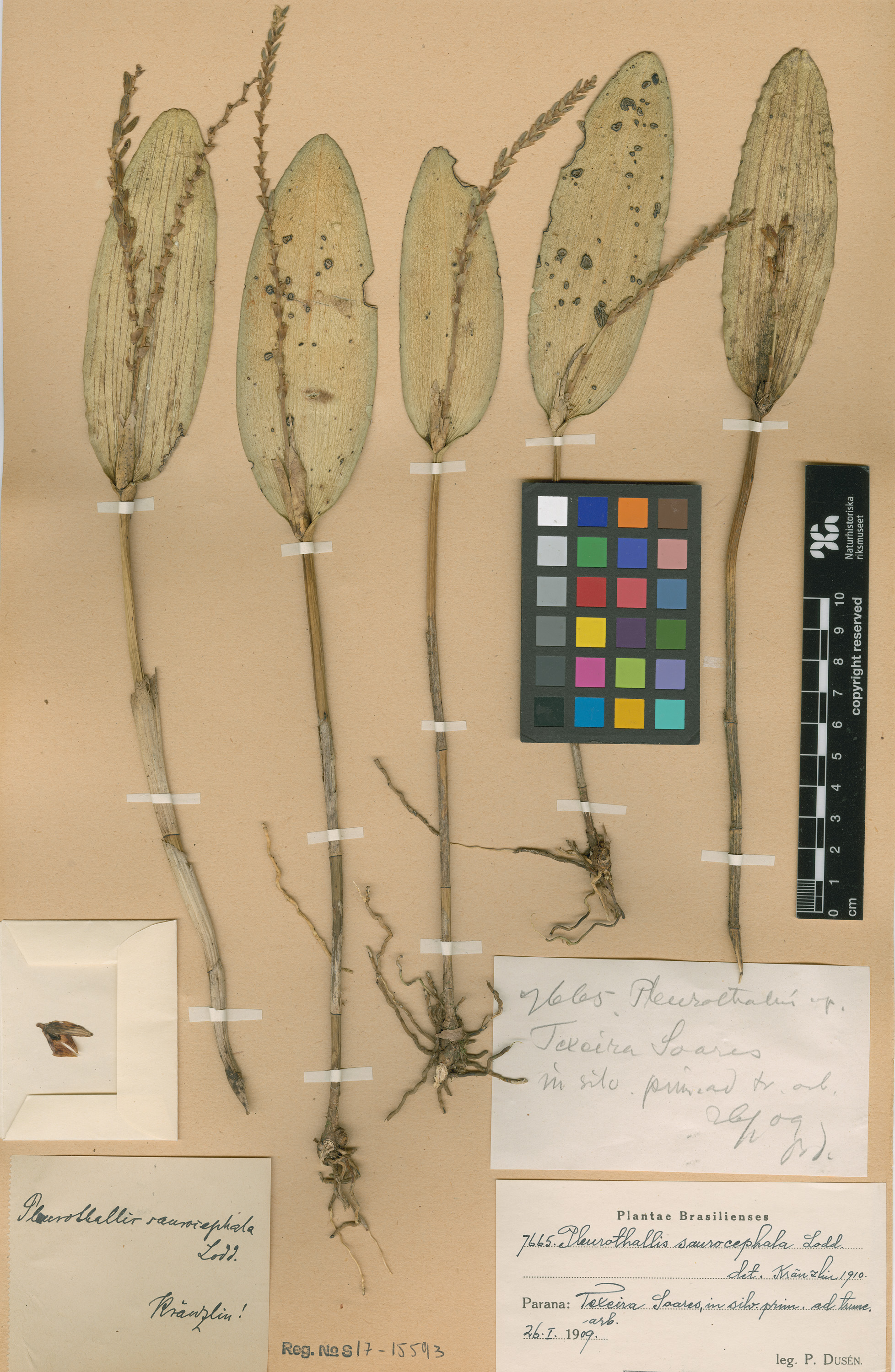 Acianthera saurocephala