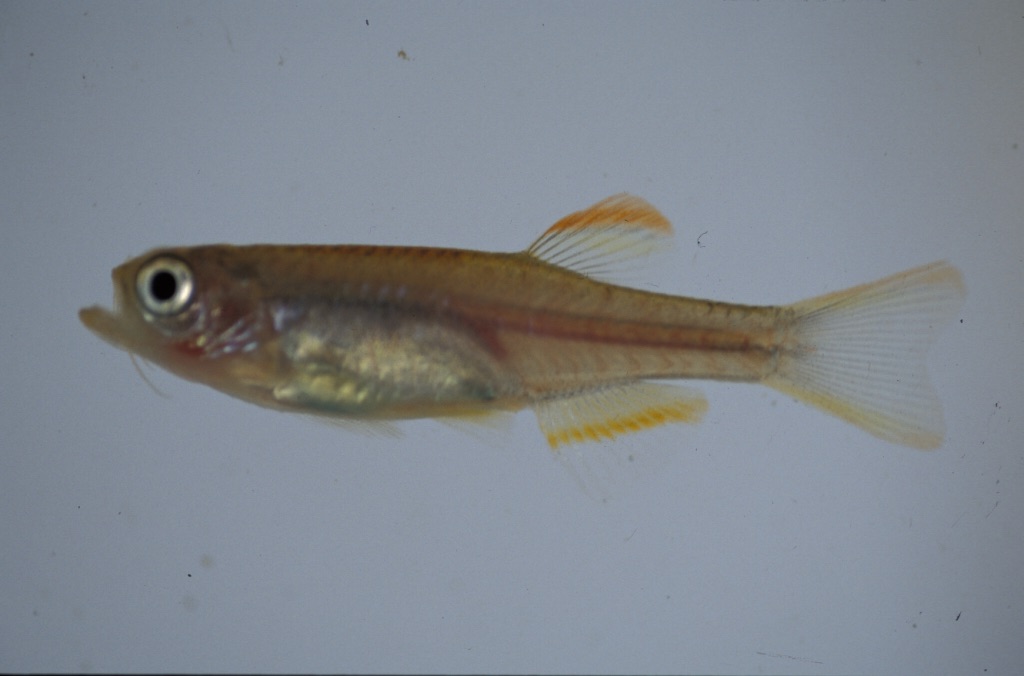 Danio flagrans