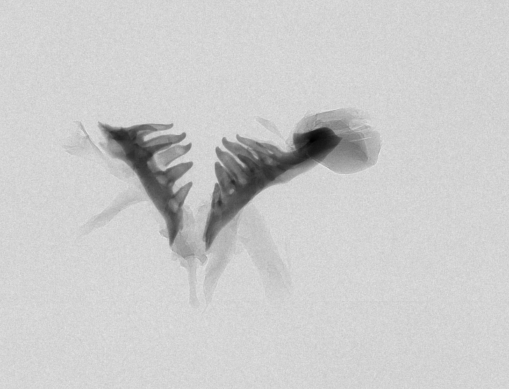 Gobiobotia homalopteroidea thumbnail
