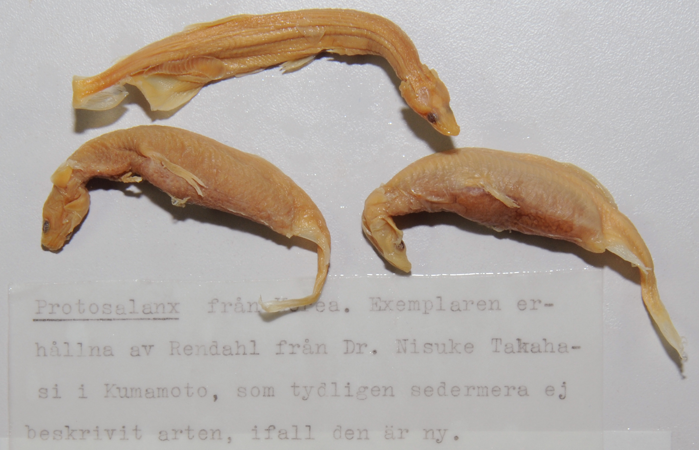 Protosalanx
