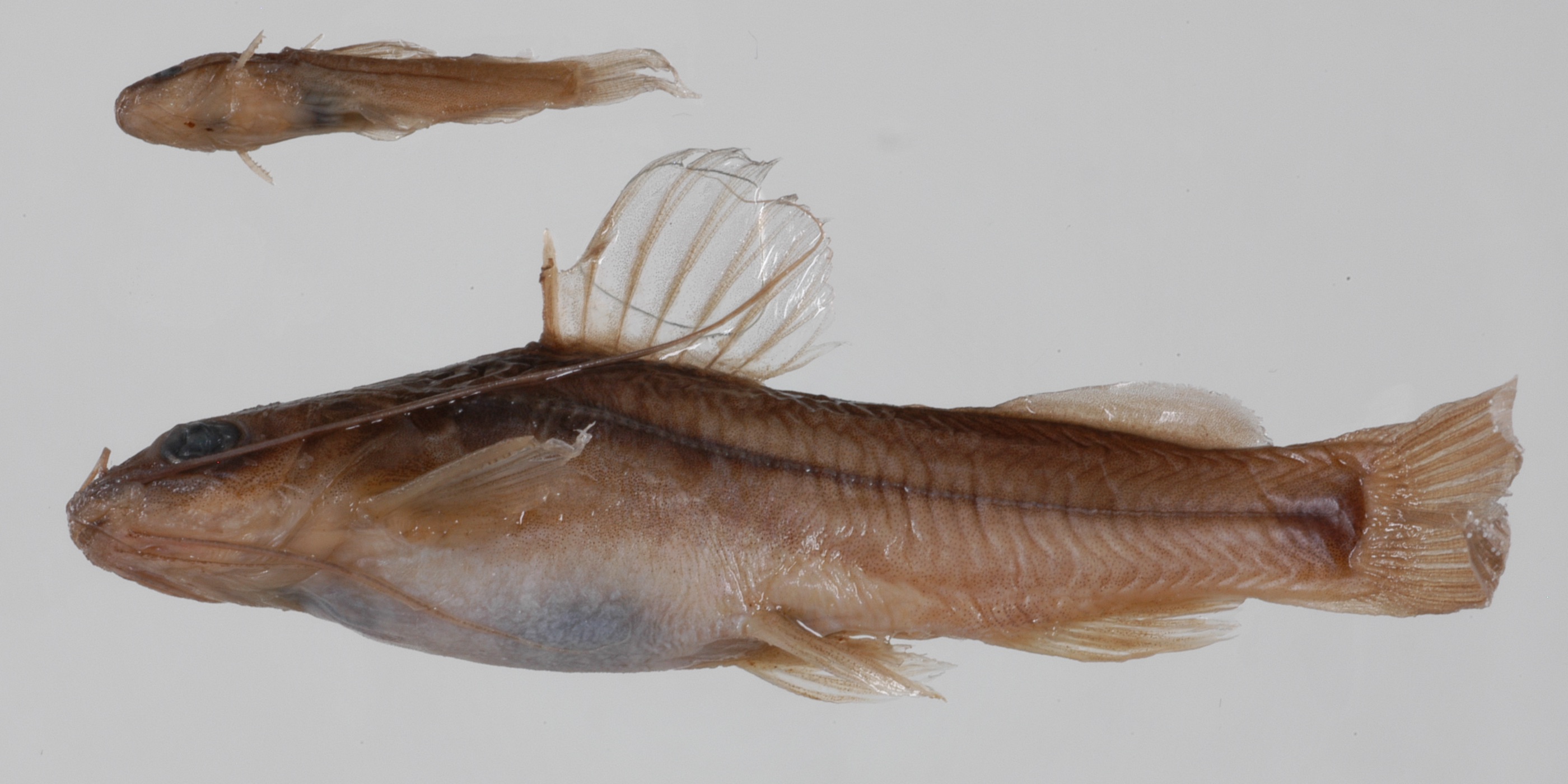 Mystus malabaricus