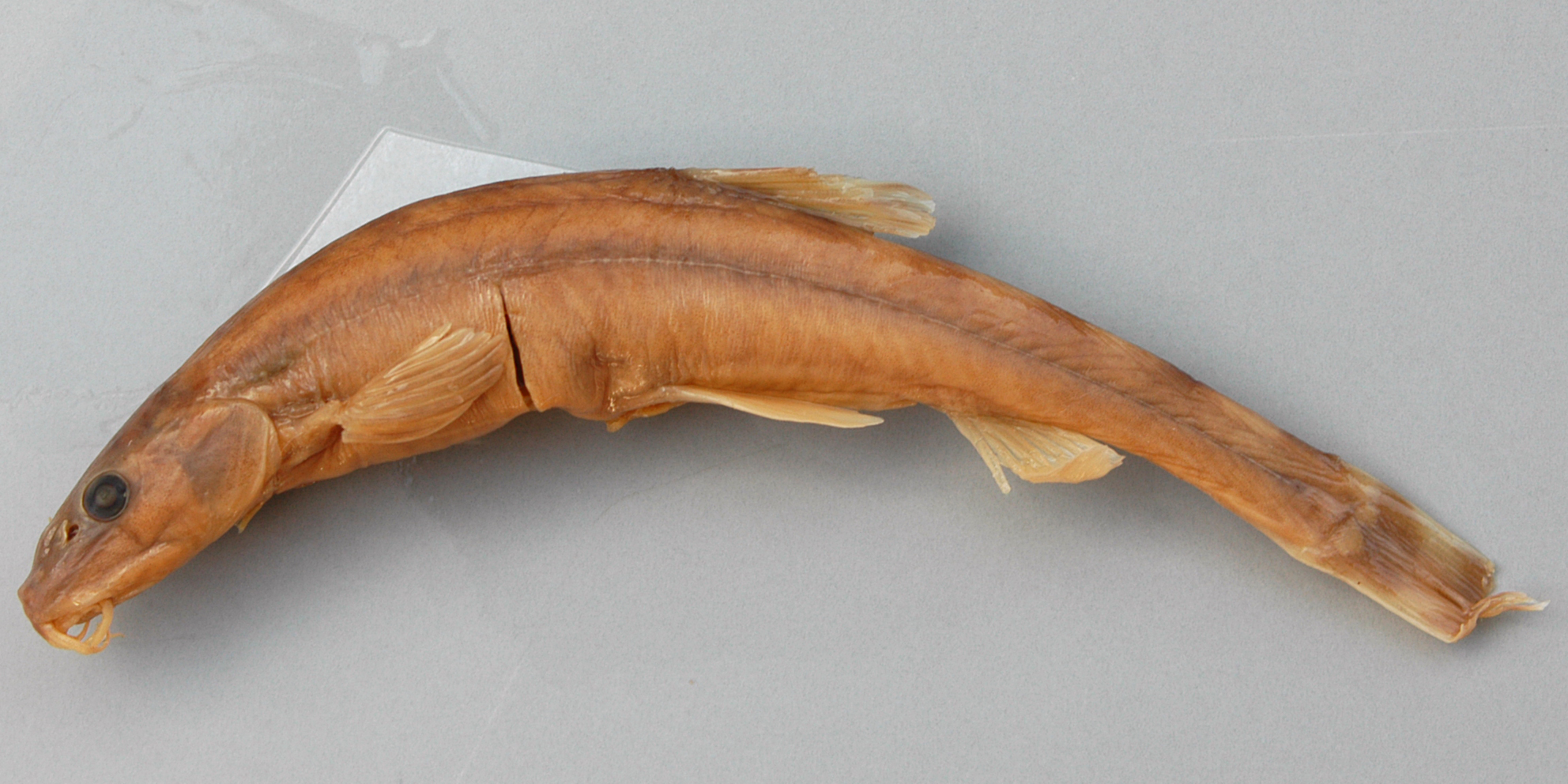 Triplophysa hsutschouensis thumbnail