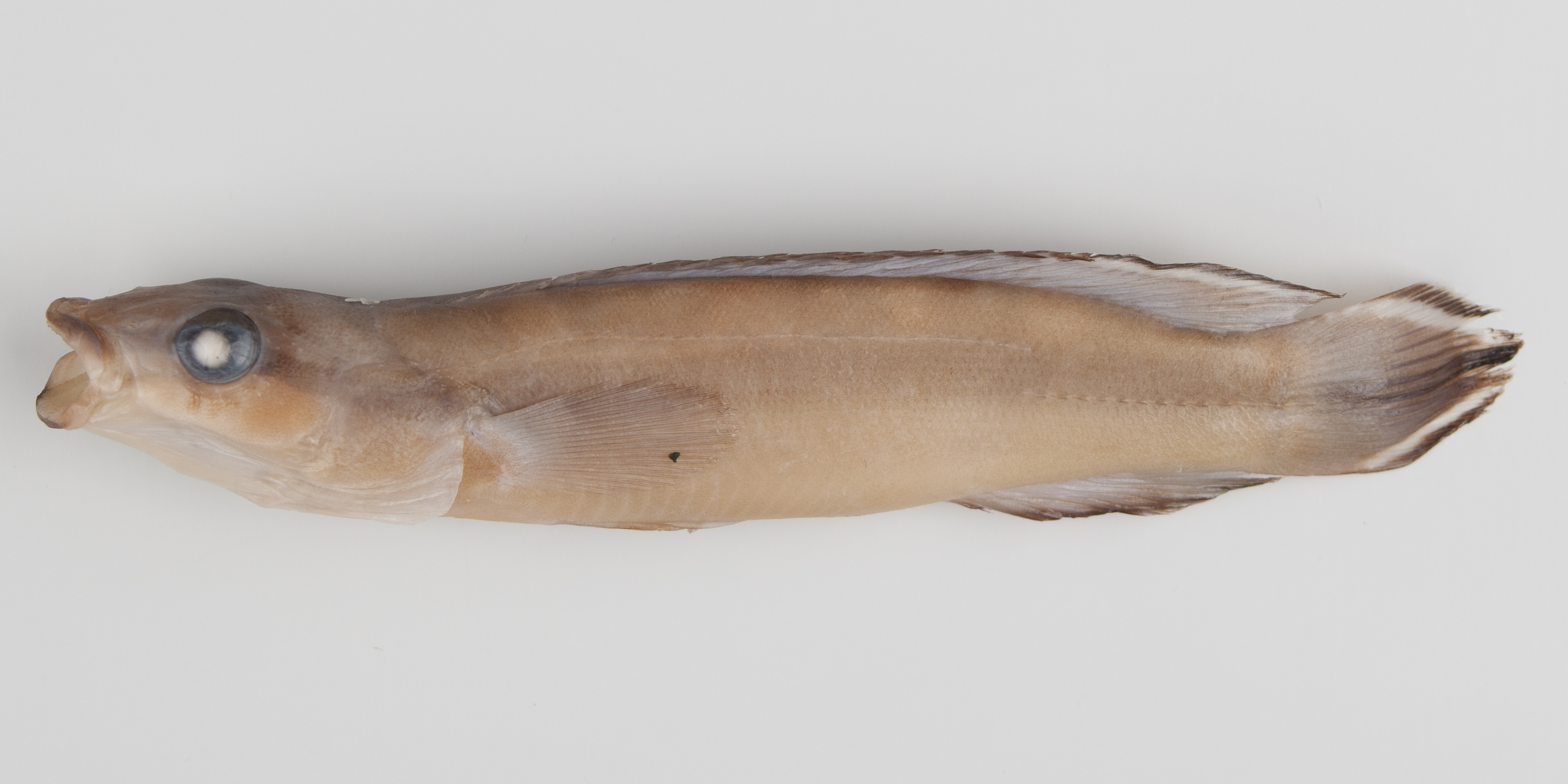 Ternetz's pike cichlid (Crenicichla ternetzi) — Cichlidae