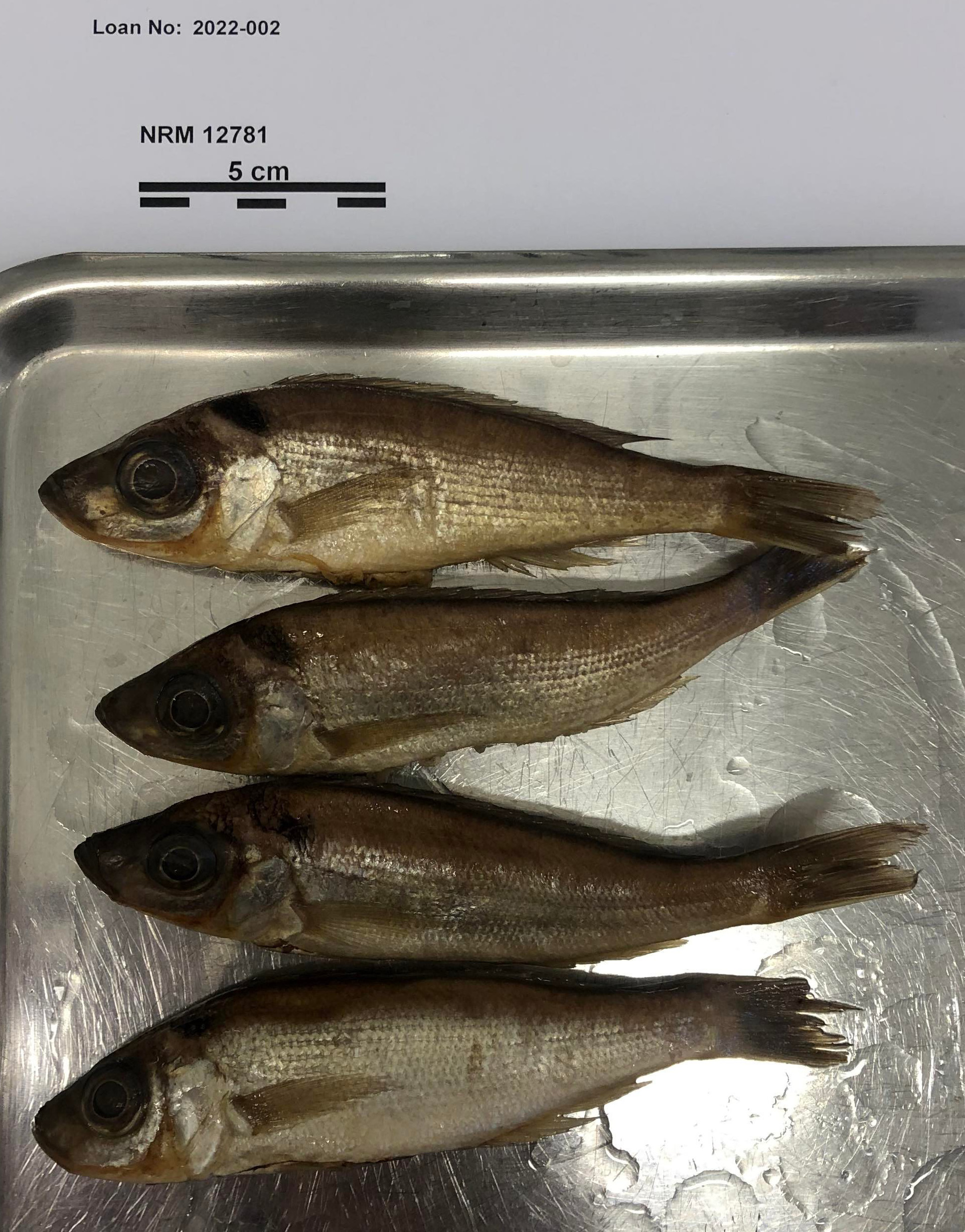 Dark deepwater cichlid (Benthochromis melanoides) — Cichlidae