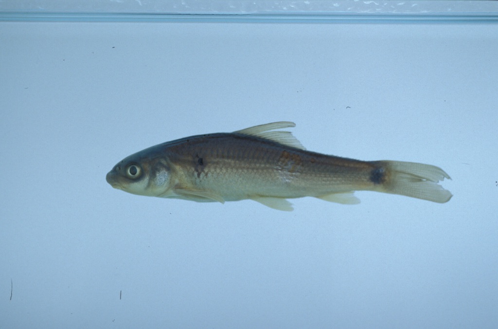 Murree labeo (Bangana diplostoma) — Cyprinidae