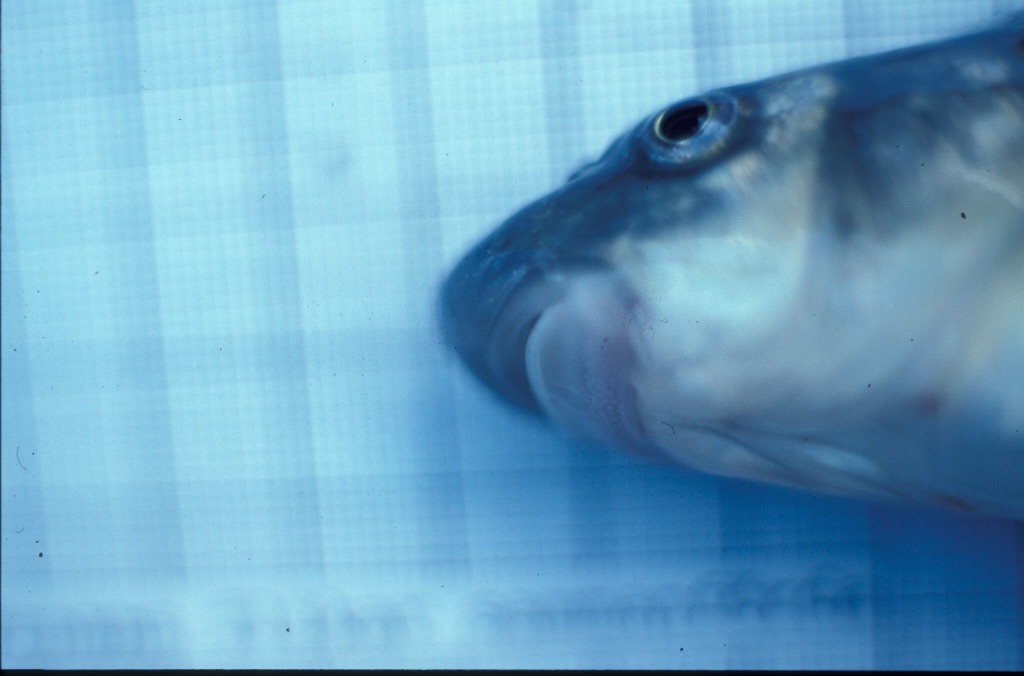 Schizothorax plagiostomus thumbnail