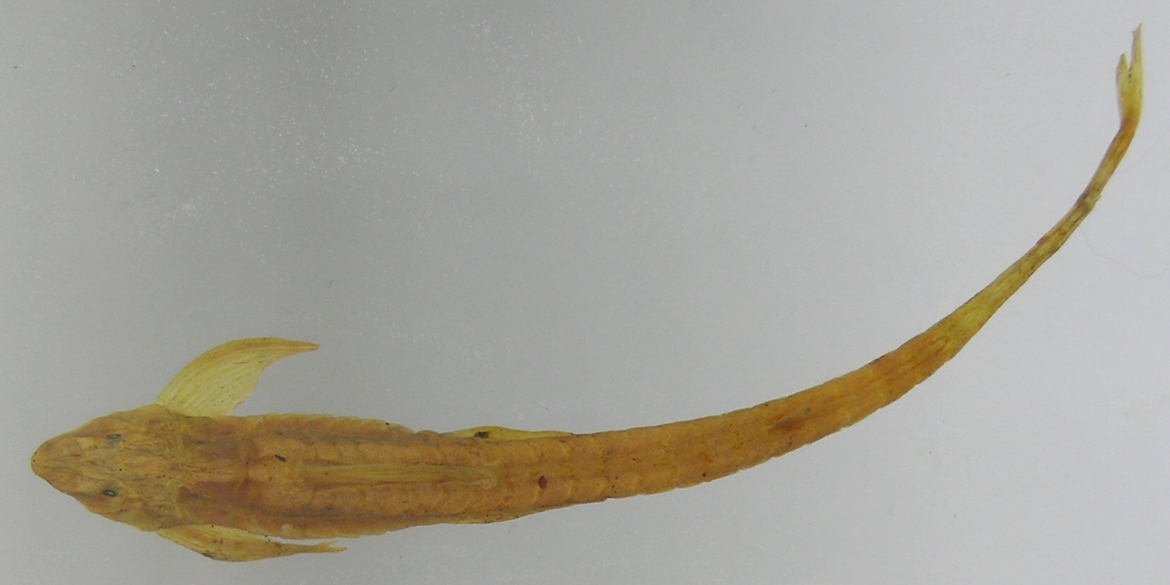 Slender catfish (Belonoglanis tenuis) — Amphiliidae