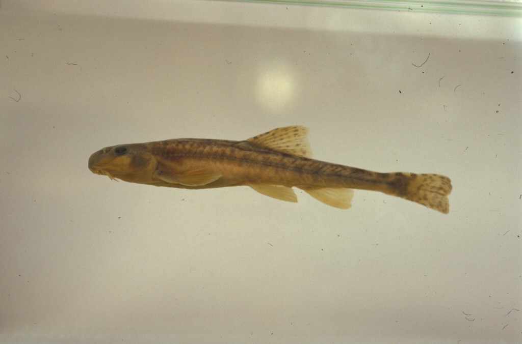 Triplophysa kashmirensis