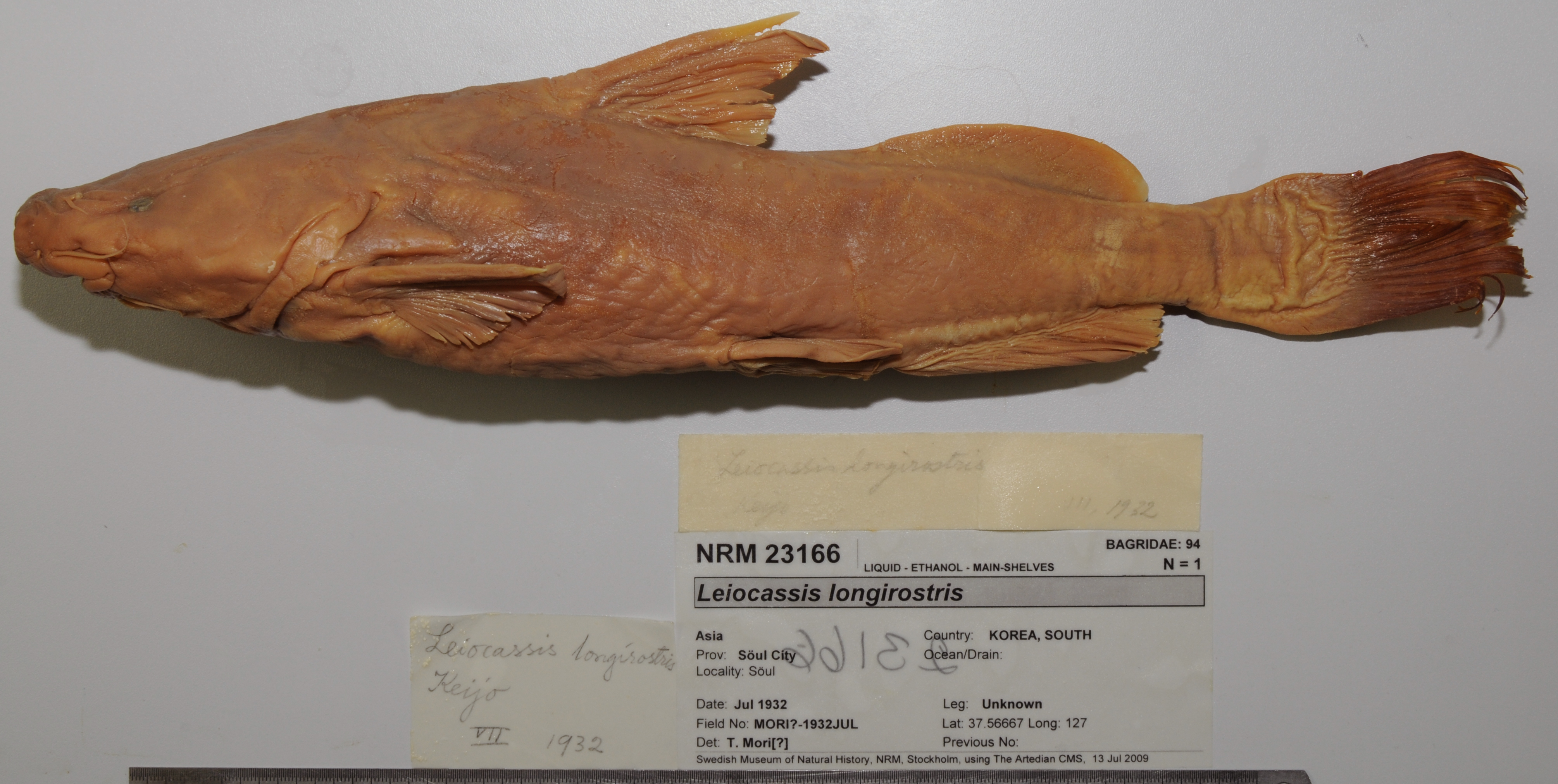Chinese longsnout catfish (Leiocassis longirostris) — Bagridae