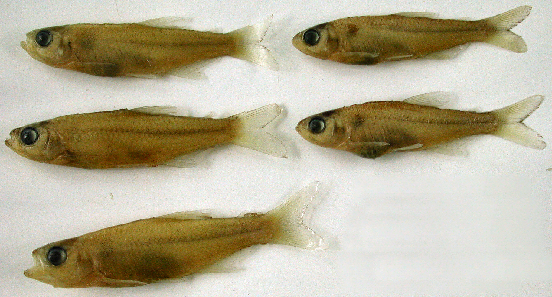 Bloodfin tetra (Aphyocharax alburnus) — Characidae